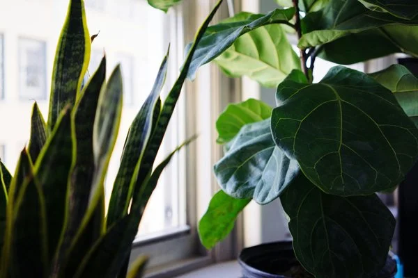 Healthy plants in a window sill