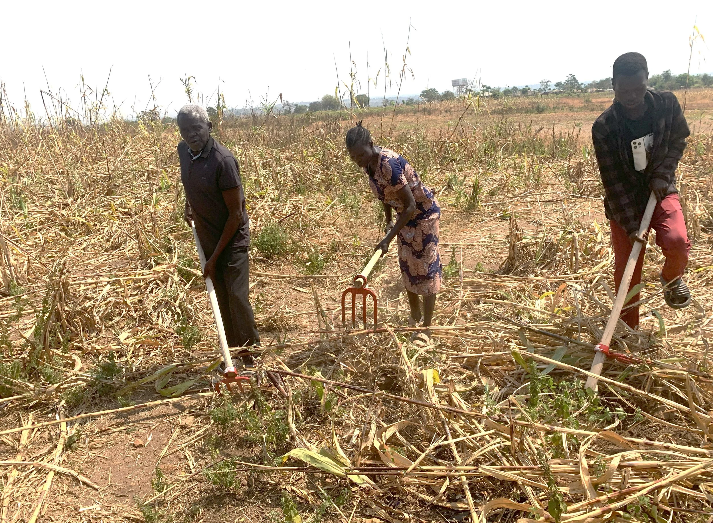 Bidi.Clearing.Fields.jpg