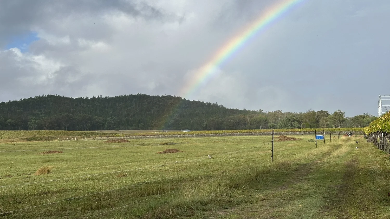 A rainbow over the paddocks after rain