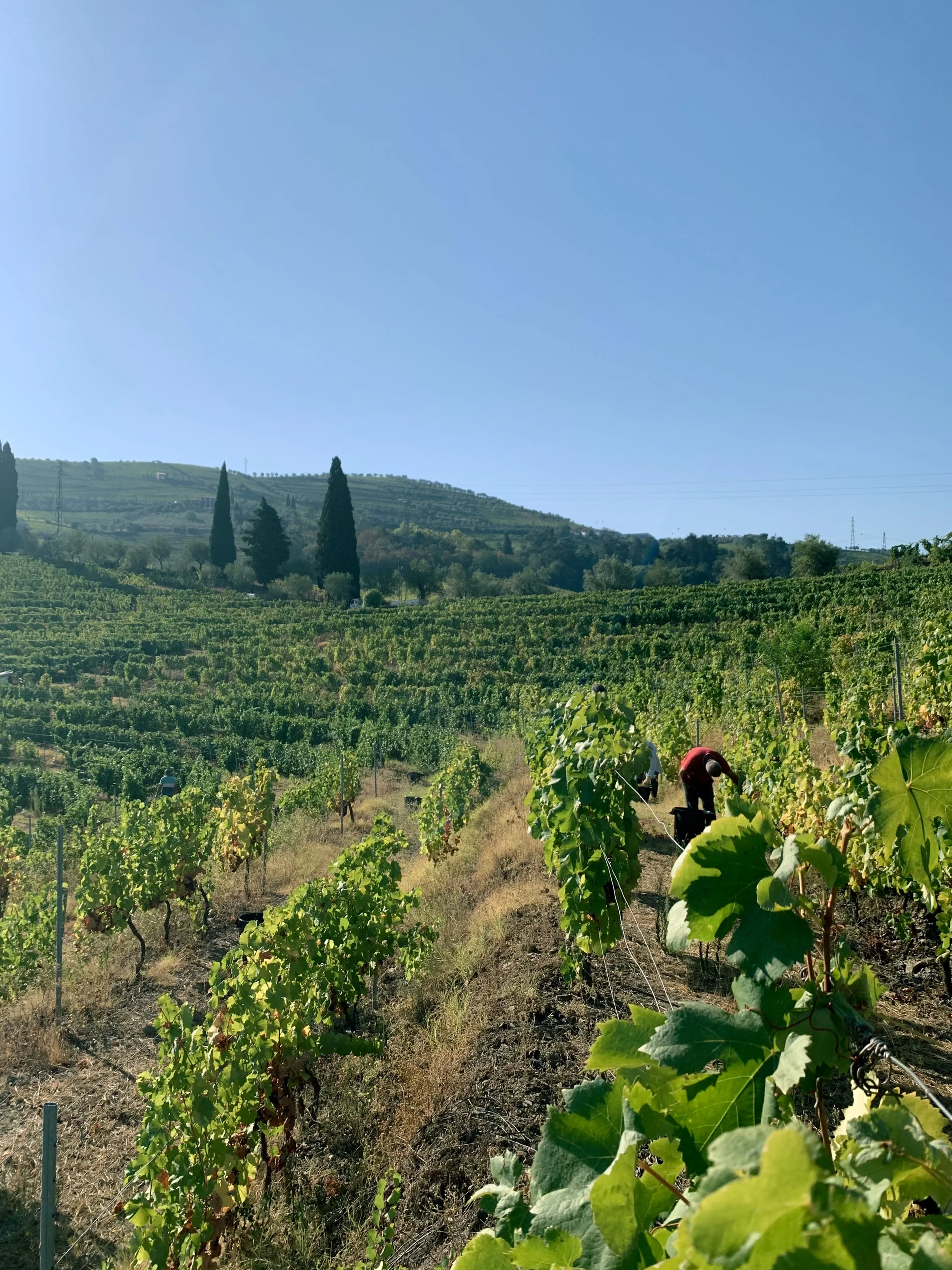 Quinta do Fôjo - vineyards along the hillside