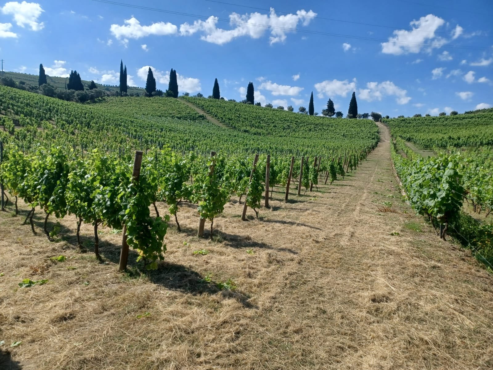 Quinta do Fôjo - vineyards
