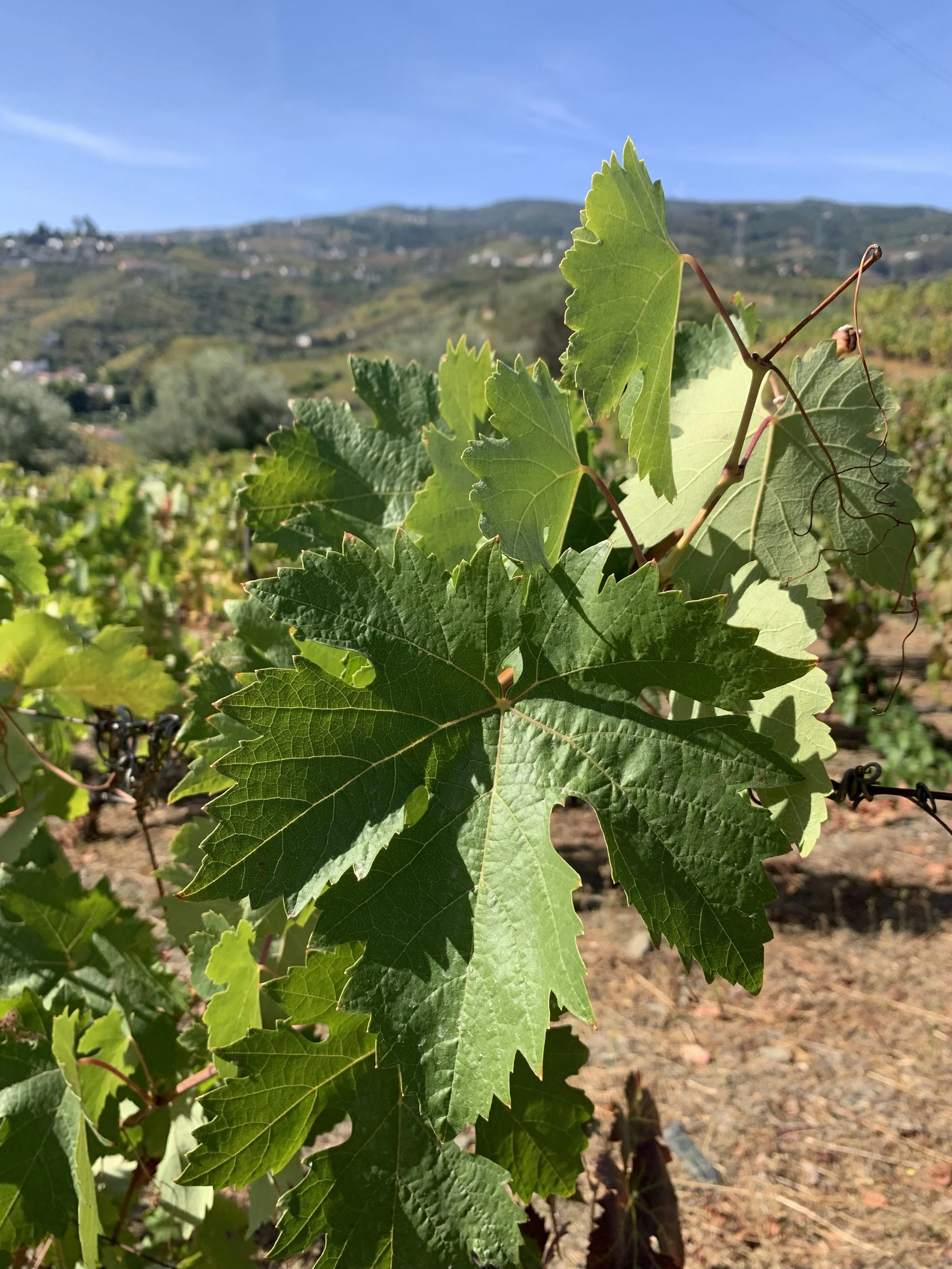 Quinta do Fôjo - a vine leaf