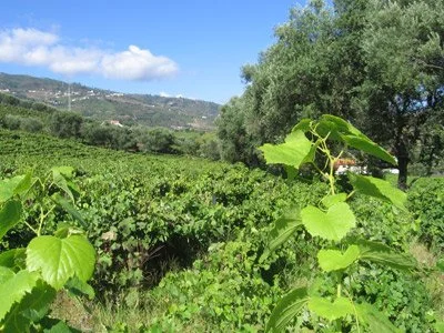 Quinta do Fôjo - a view over the Douro