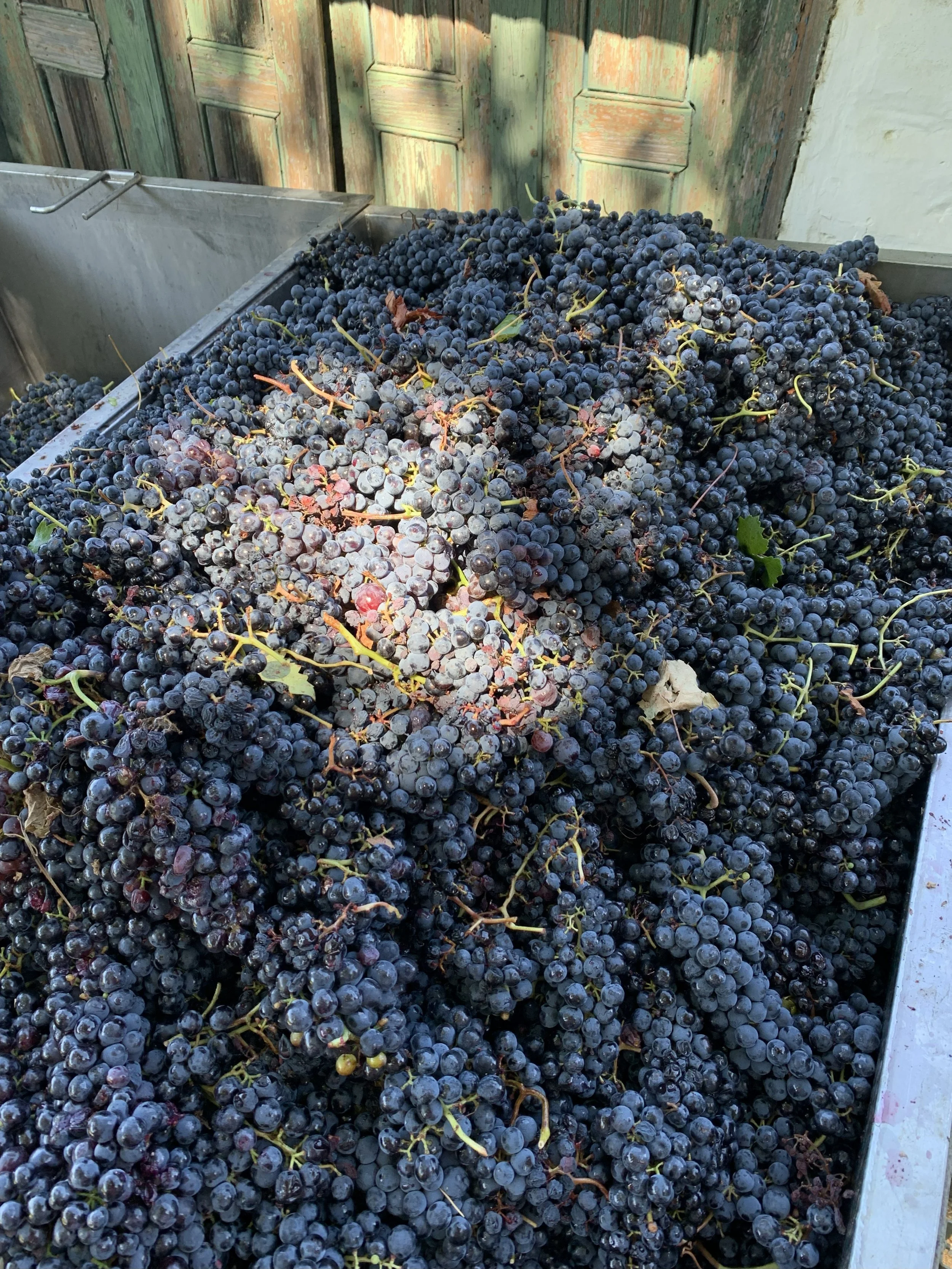 Quinta do Fôjo - a harvest of grapes - red