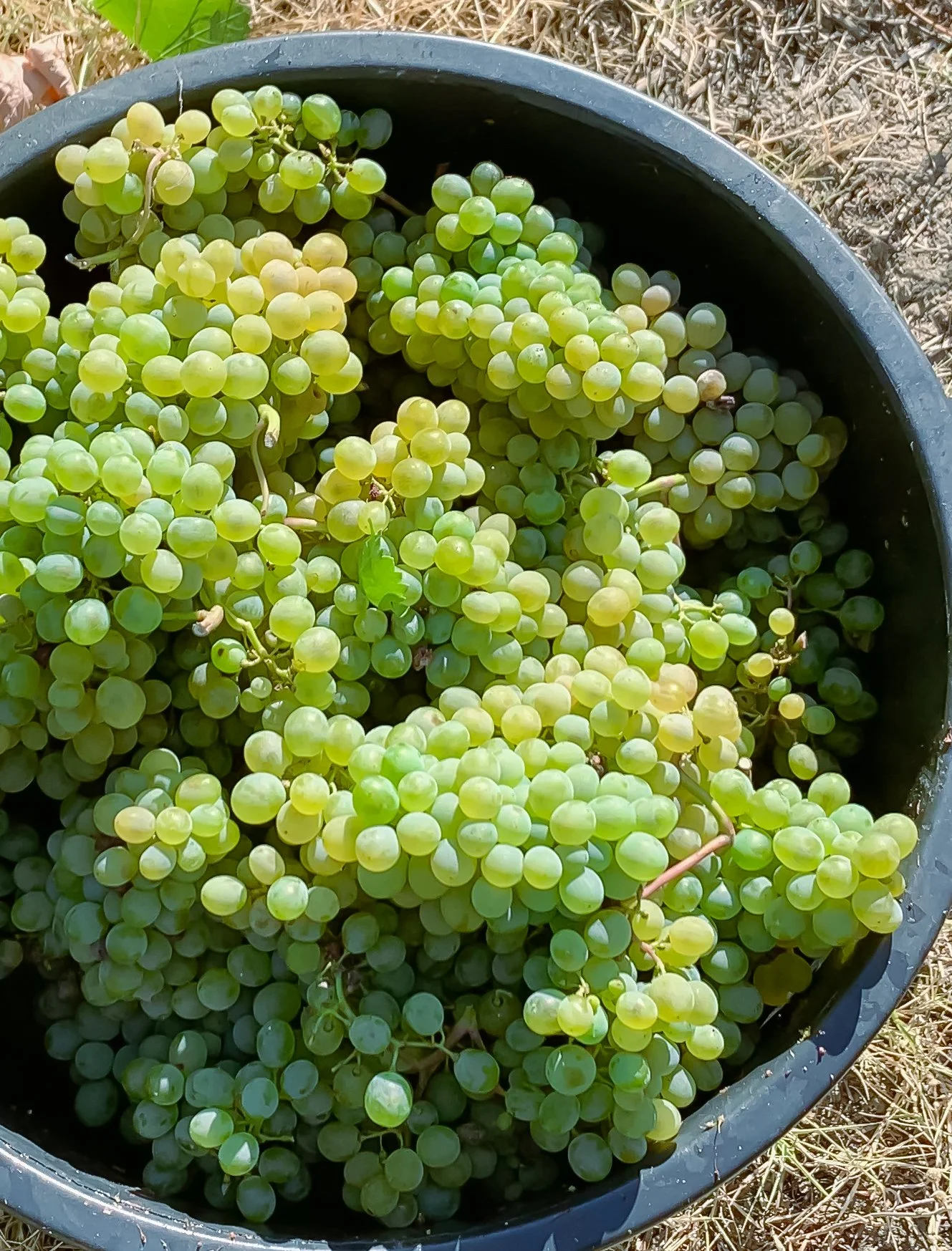 Quinta do Fôjo - a harvest of grapes - white