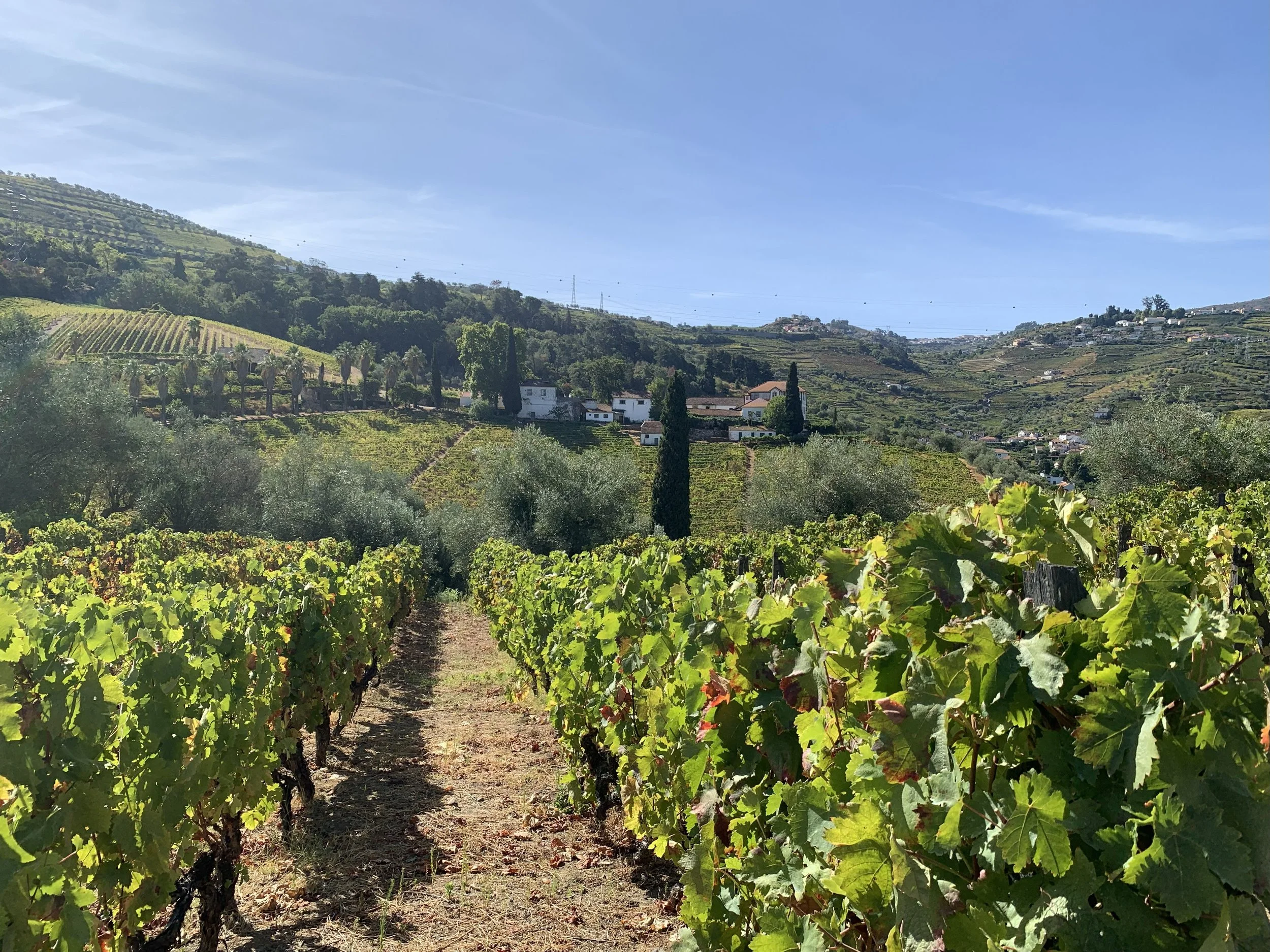 Quinta do Fôjo - a view along the vineyards