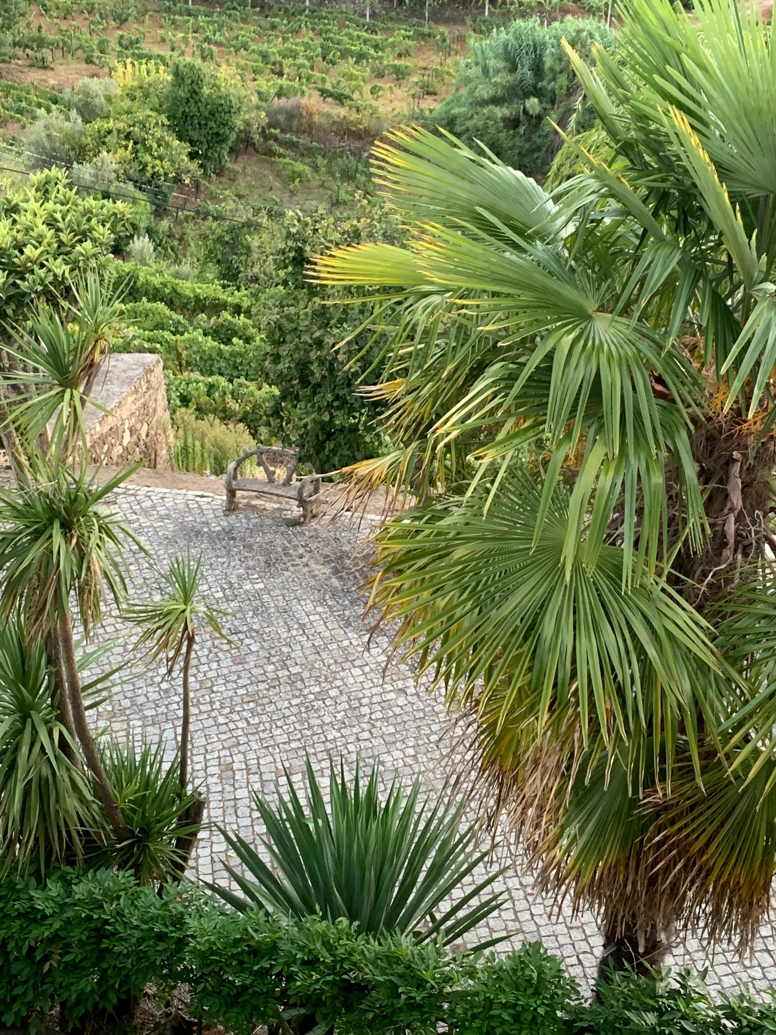 Quinta do Fôjo - a view down to the drive