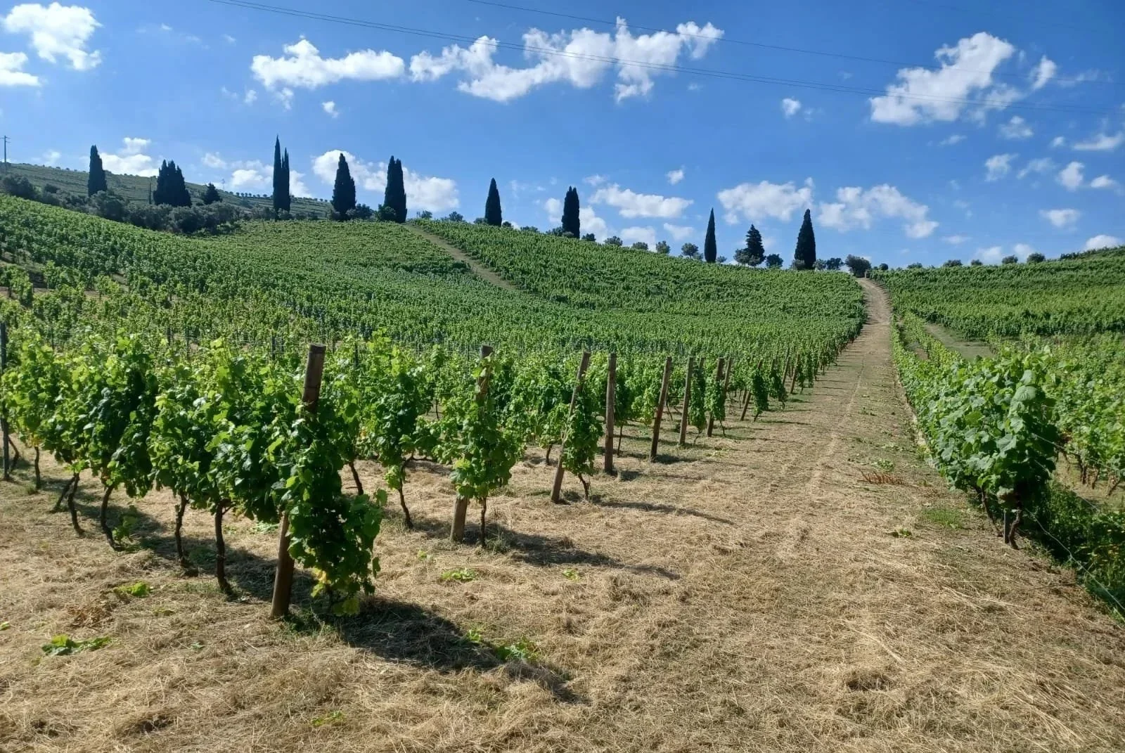 Quinta do Fôjo - a view of the vineyards