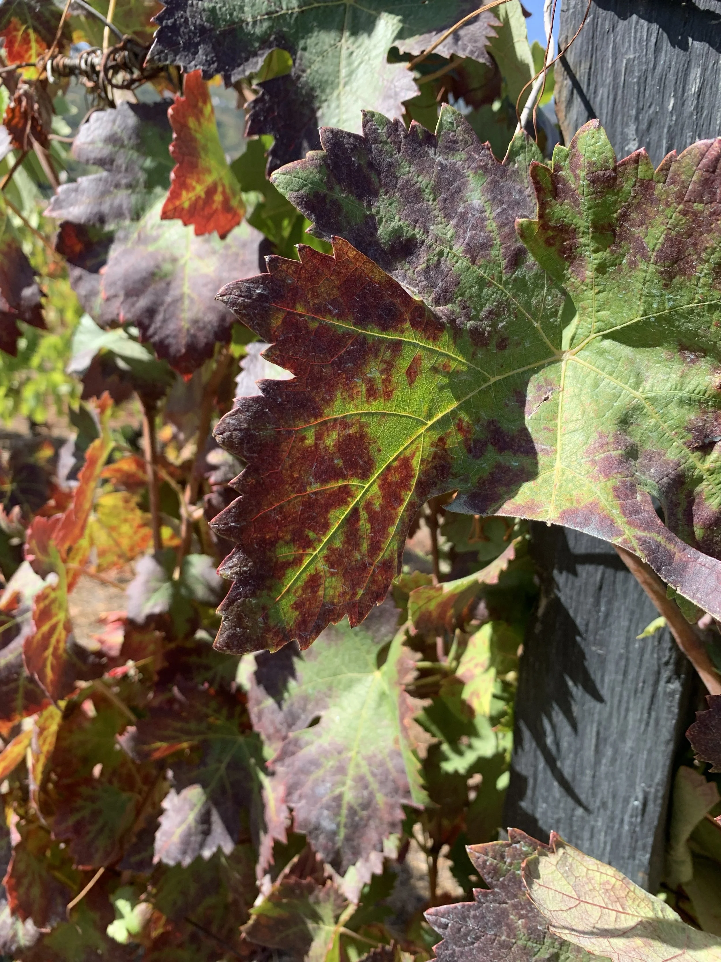 Quinta do Fôjo - autumn colours on a vine leaf