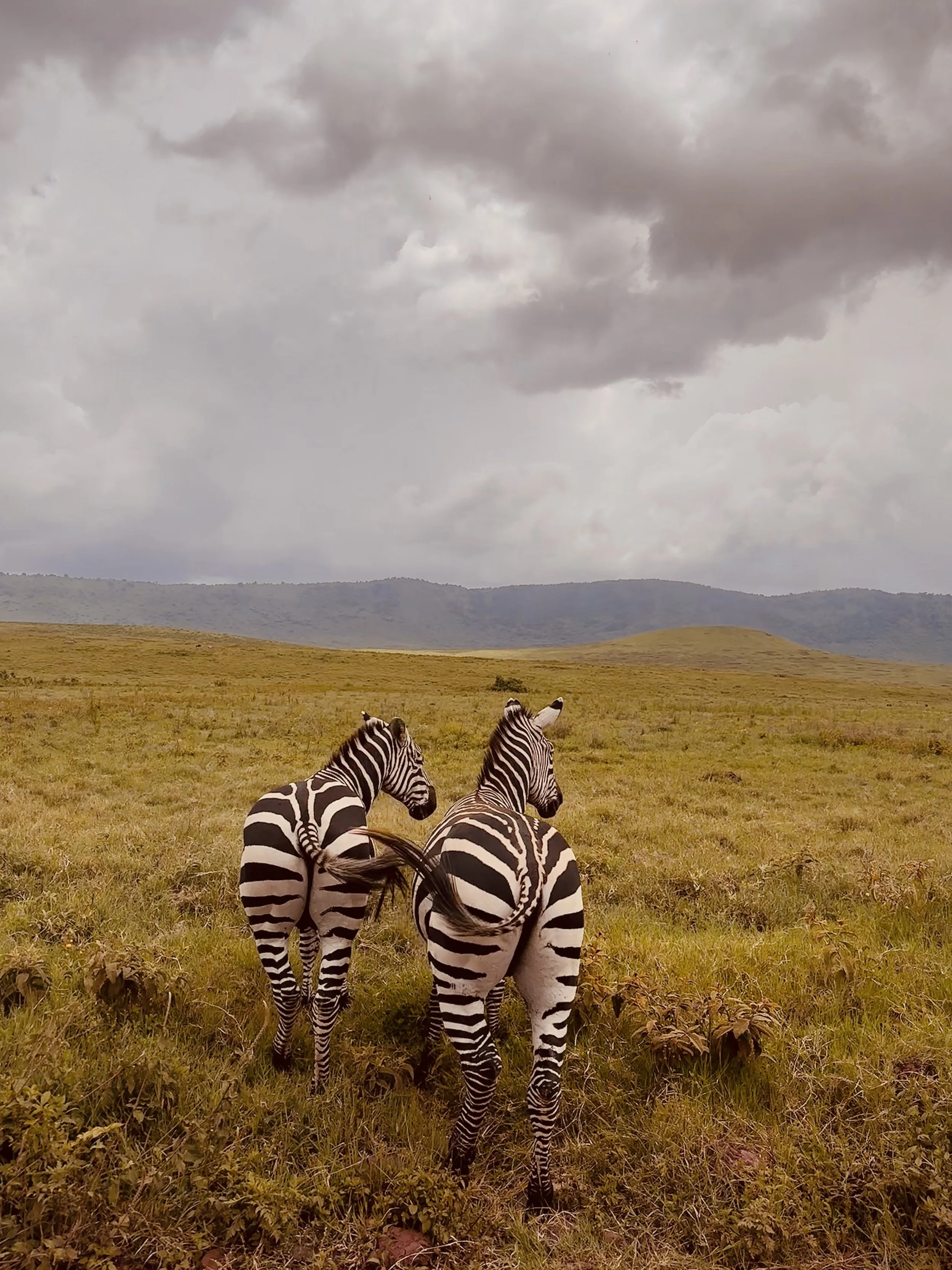 Safari BOUTIQUE Lodge 