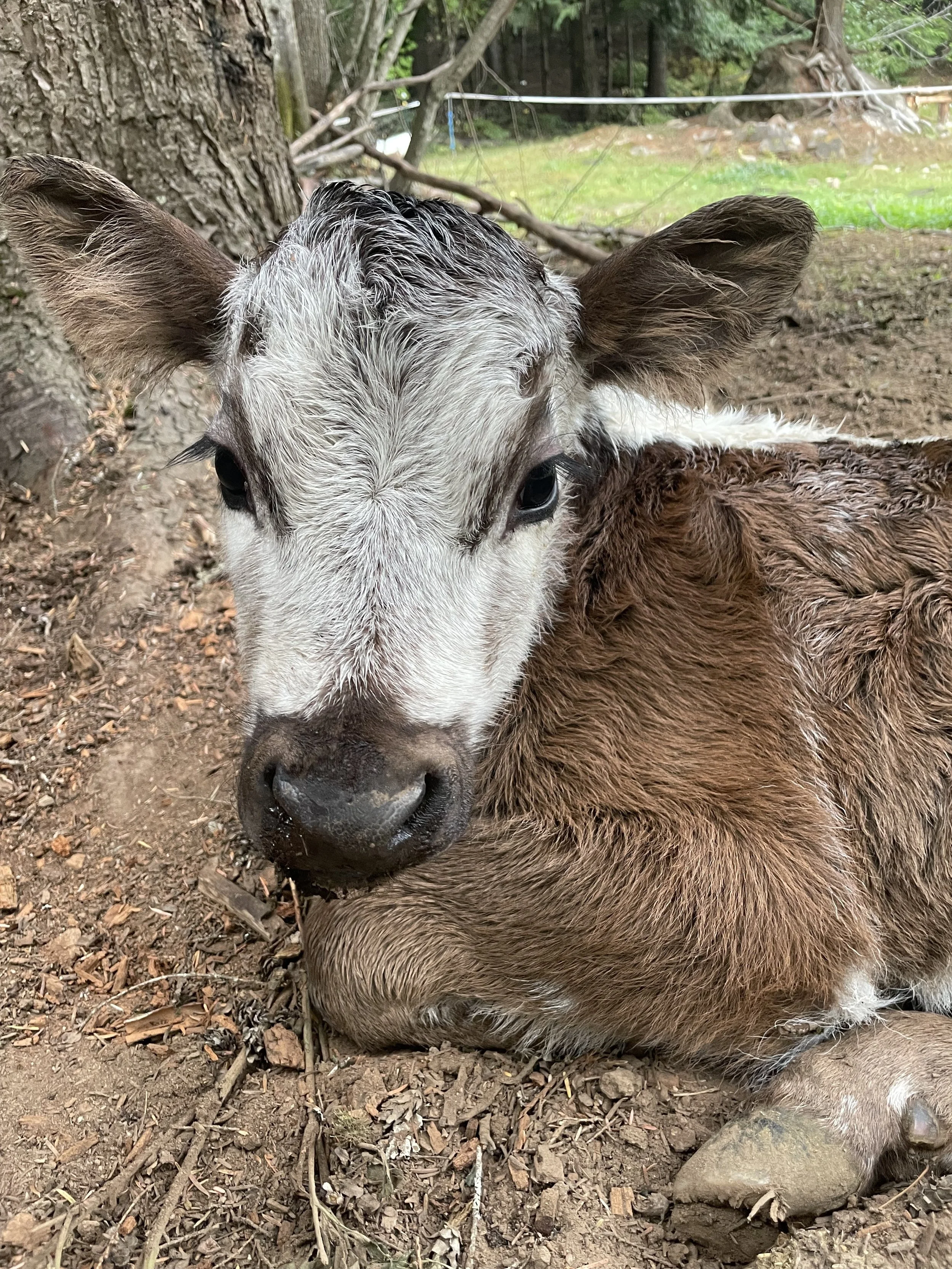 Dolly's last baby named Chip!