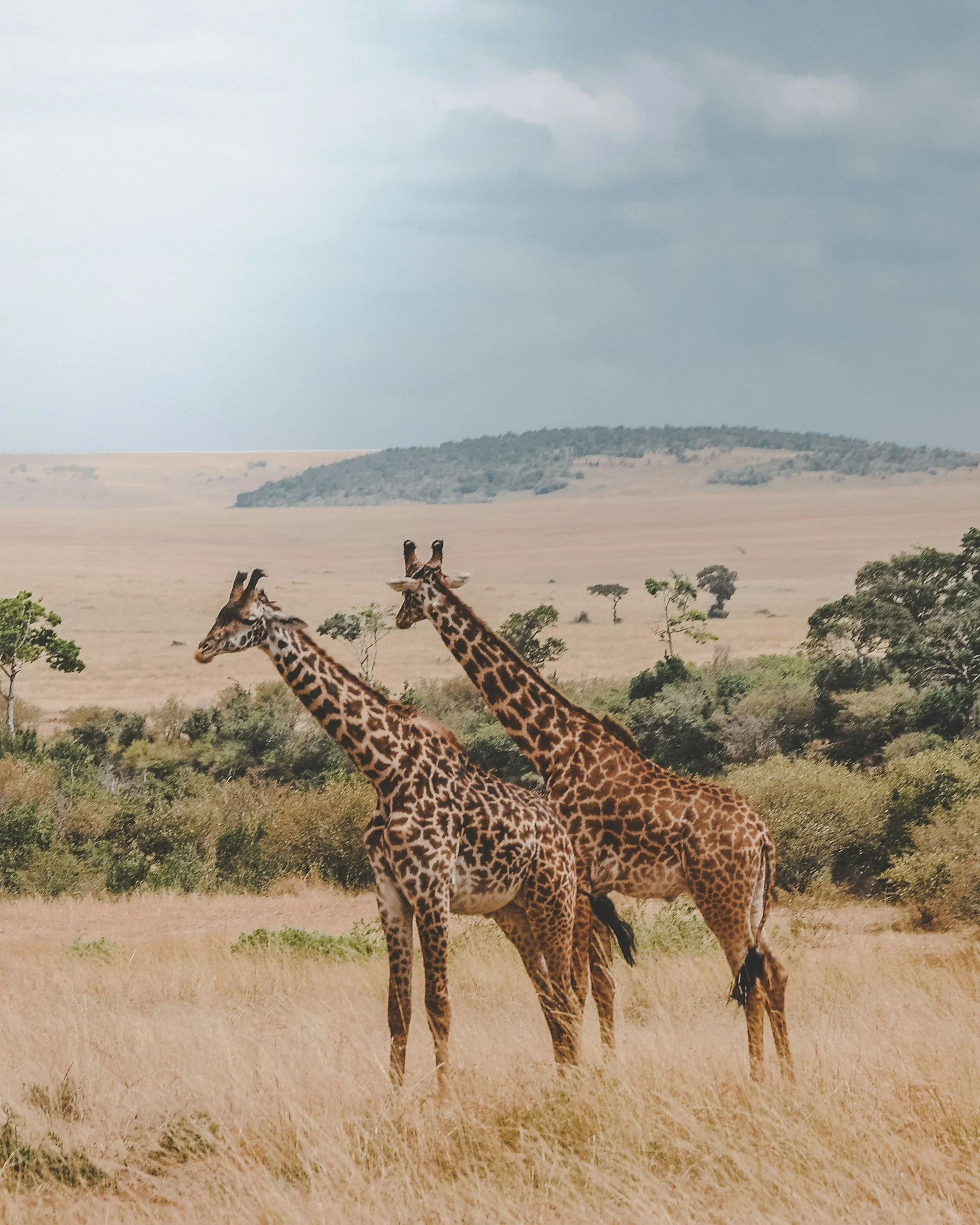 Two giraffes standing in a savannah landscape with trees and a distant hill, under a cloudy sky.