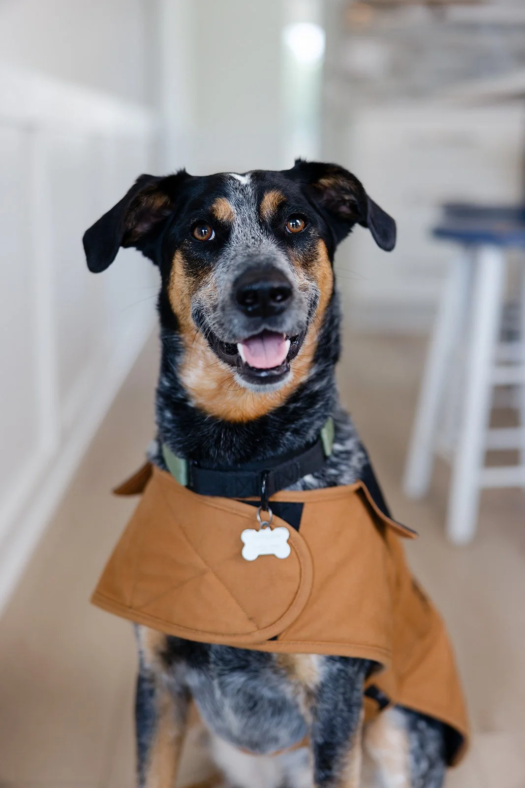 Happy dog with black, brown, and white fur, wearing a brown coat and a black collar with a white bone-shaped tag.