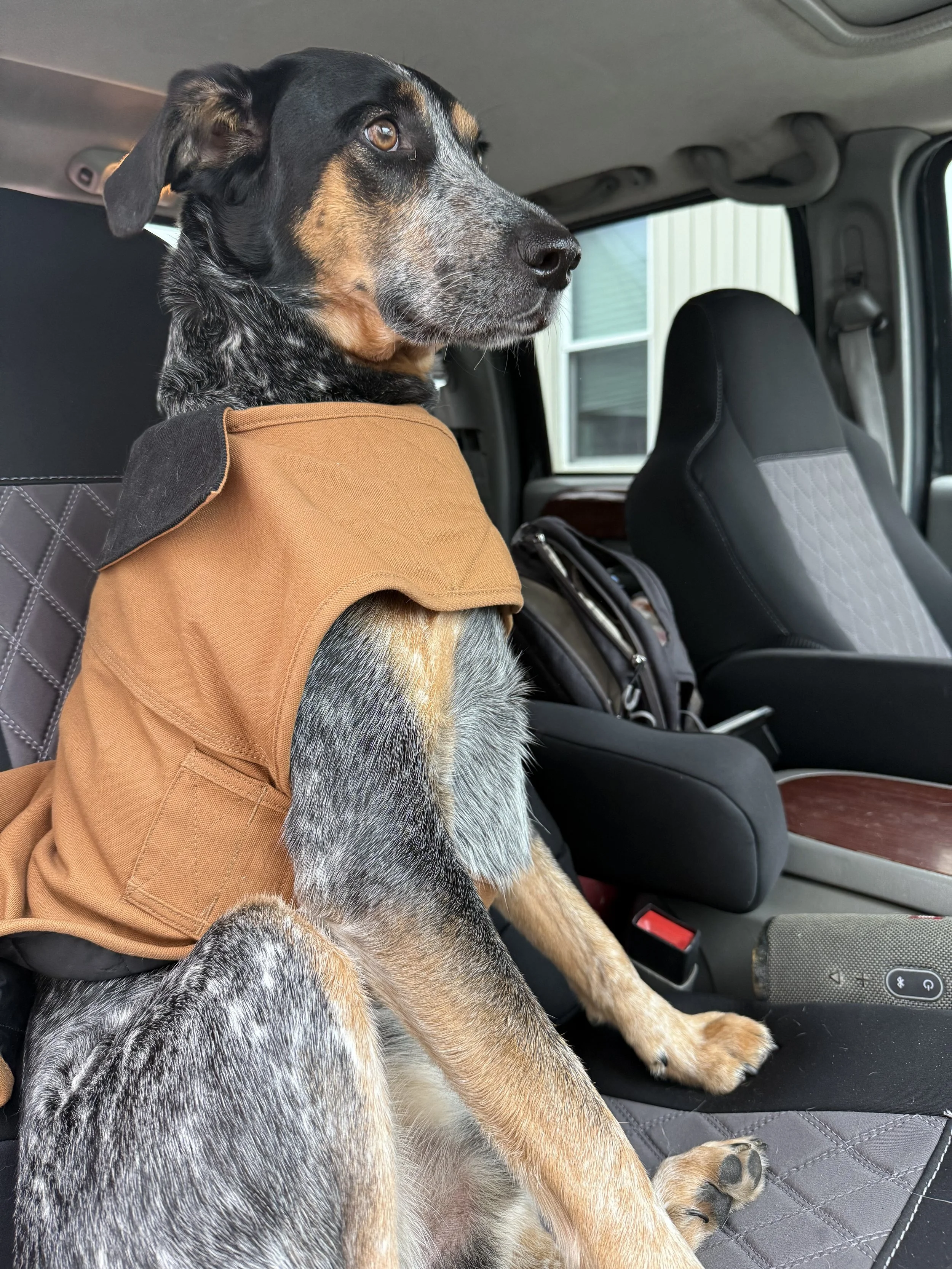A dog sitting in the backseat of a car, looking out the window. The dog has a black and tan coat and is wearing a brown vest.