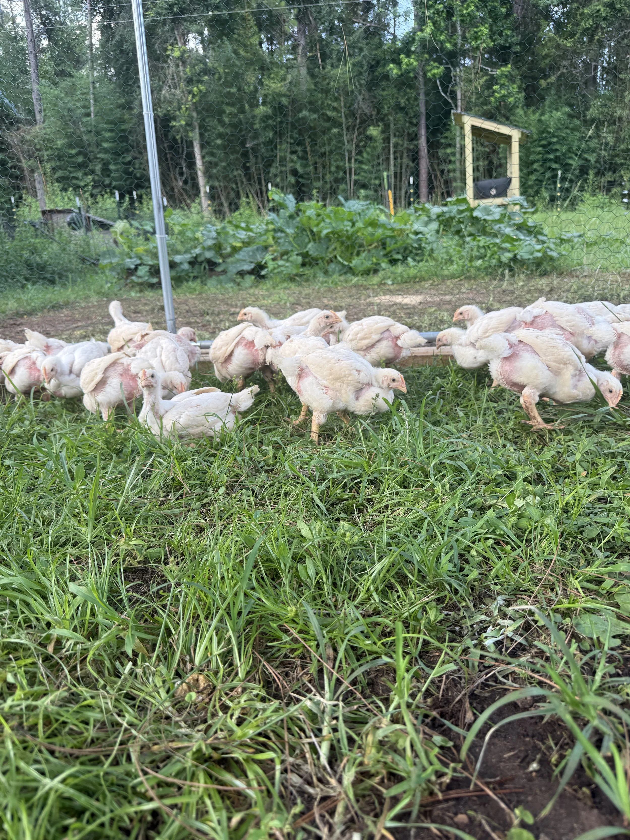 Store-Bought Chicken Tastes Like Disappointment