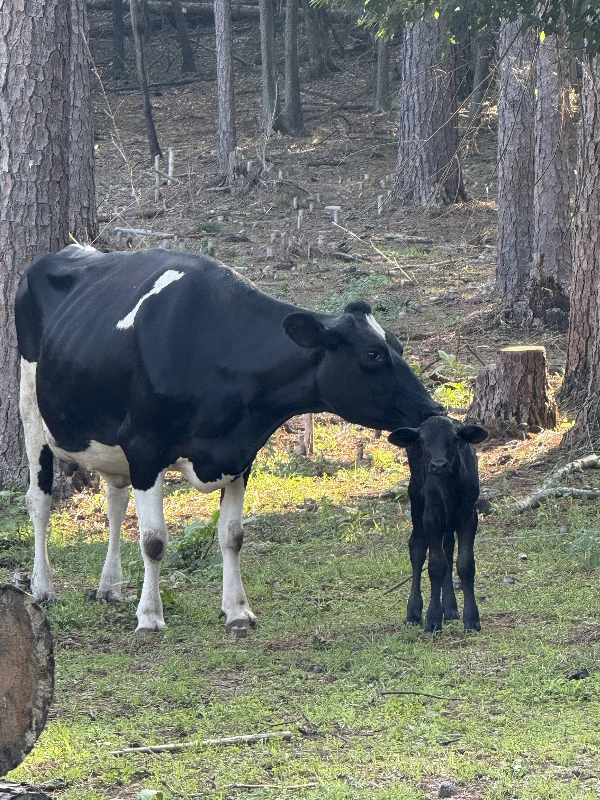 What This Farm Has Taught Me 
