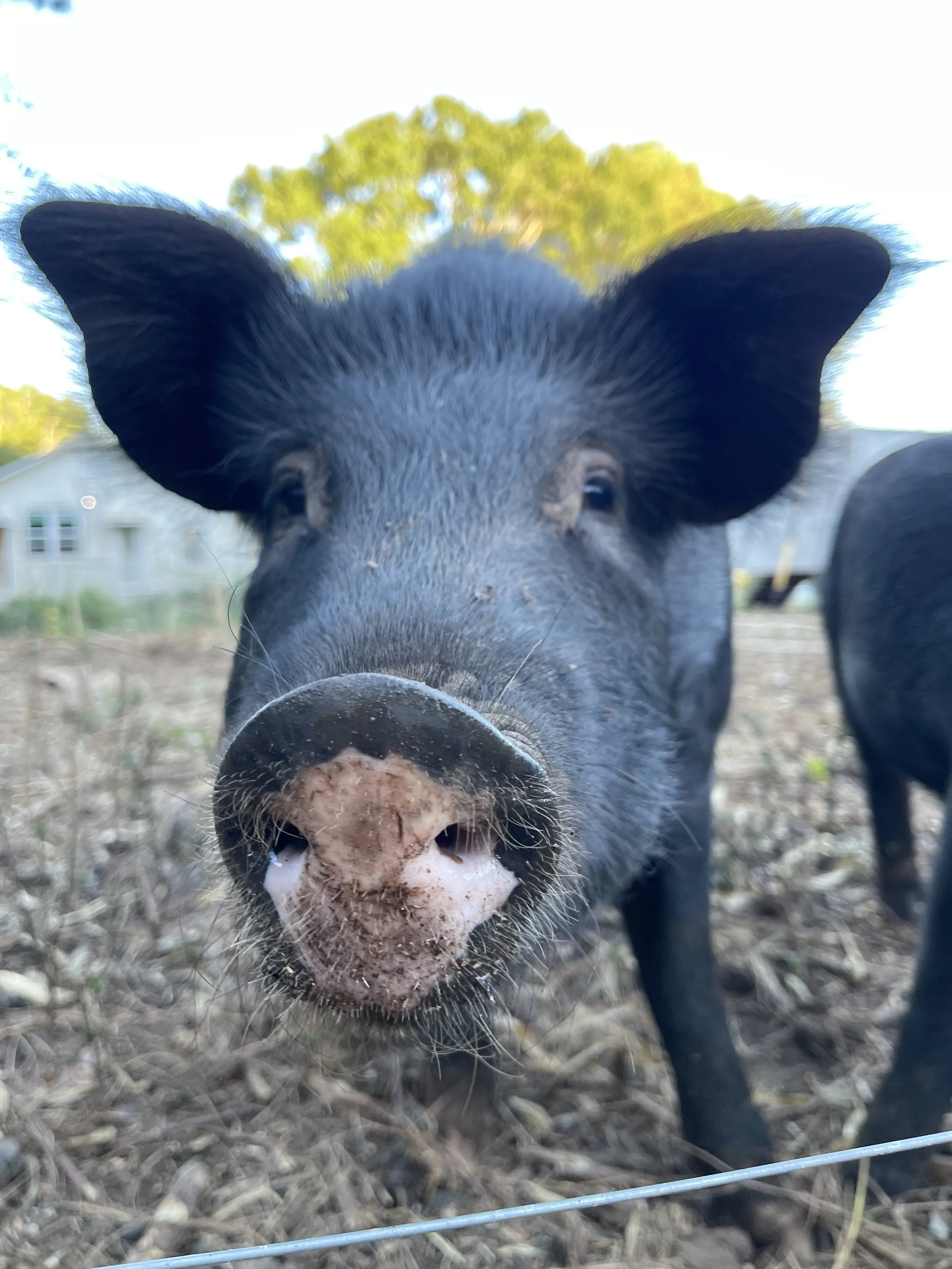 Close-up of a black pig's face with wet snout, large ears, and open mouth, outdoors with trees and houses in the background.