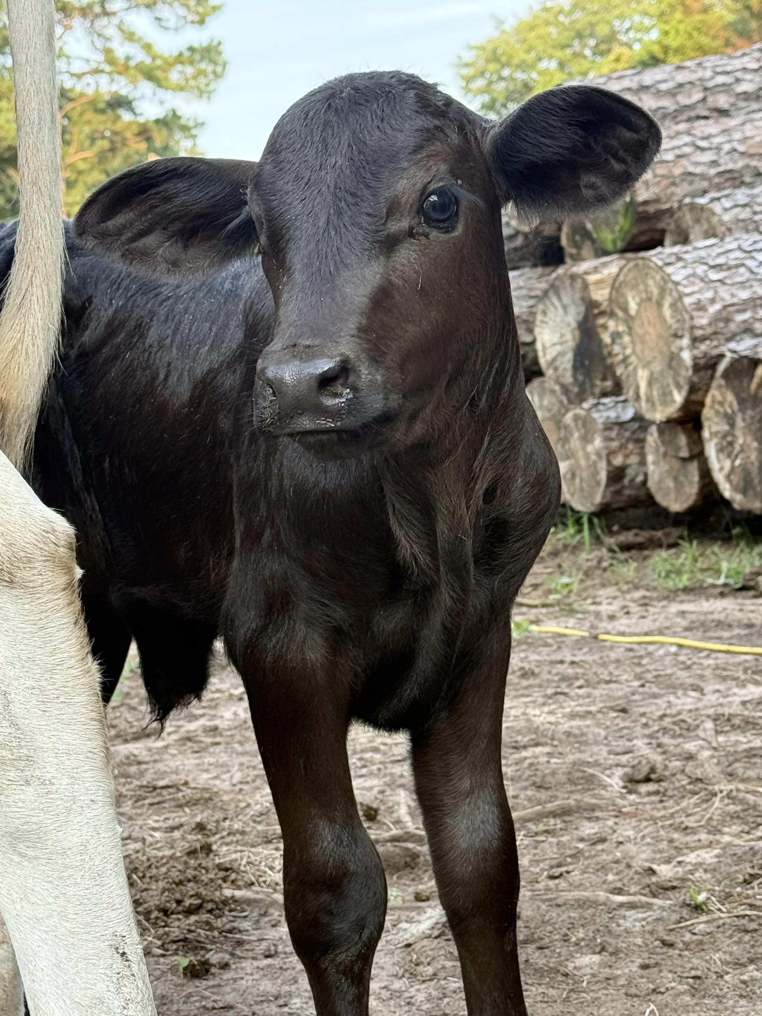 Harrison, a young dairy calf at Broken Picker Farm