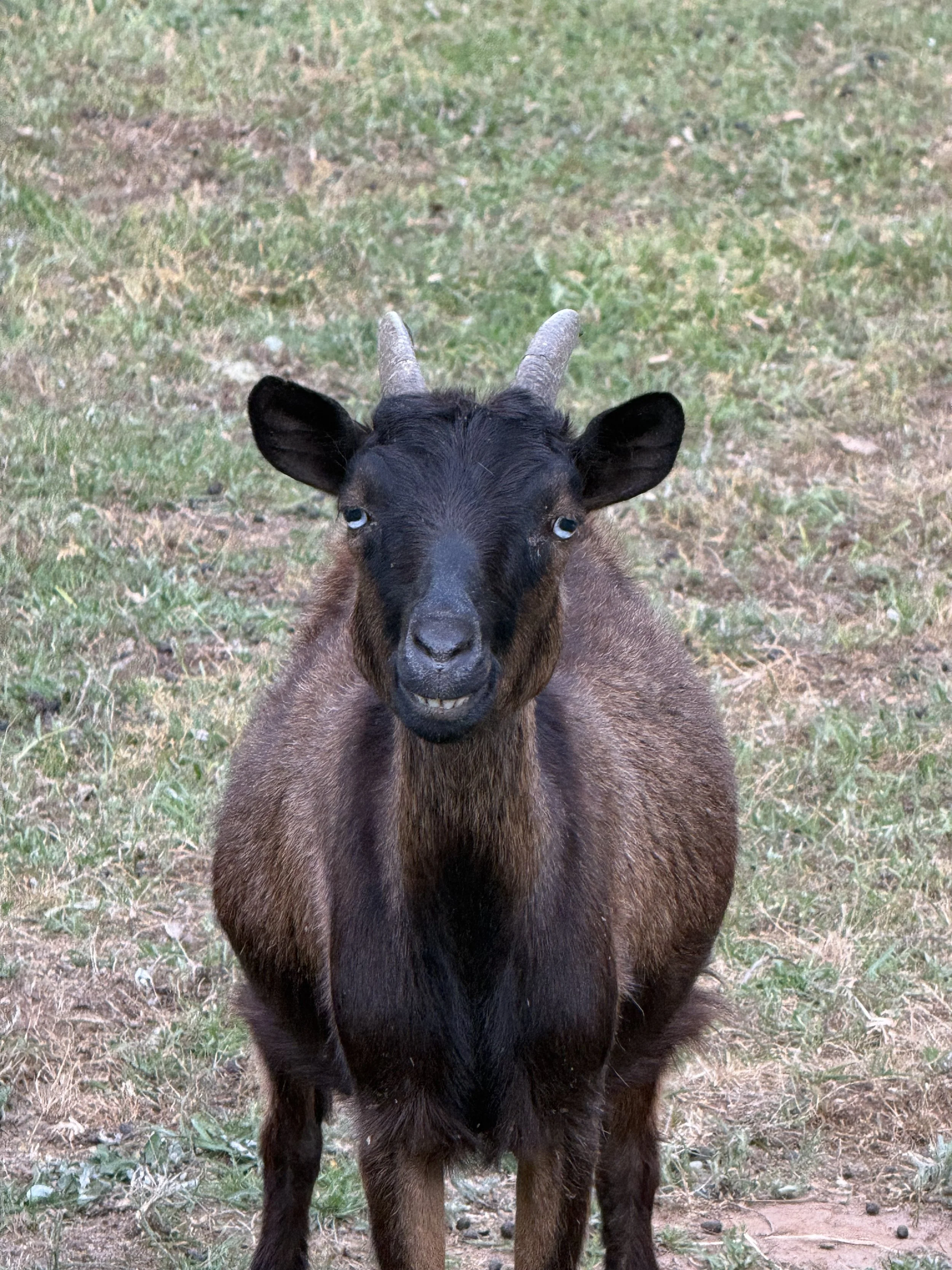 A brown and black goat with small curved horns standing outdoors on grass and dirt.