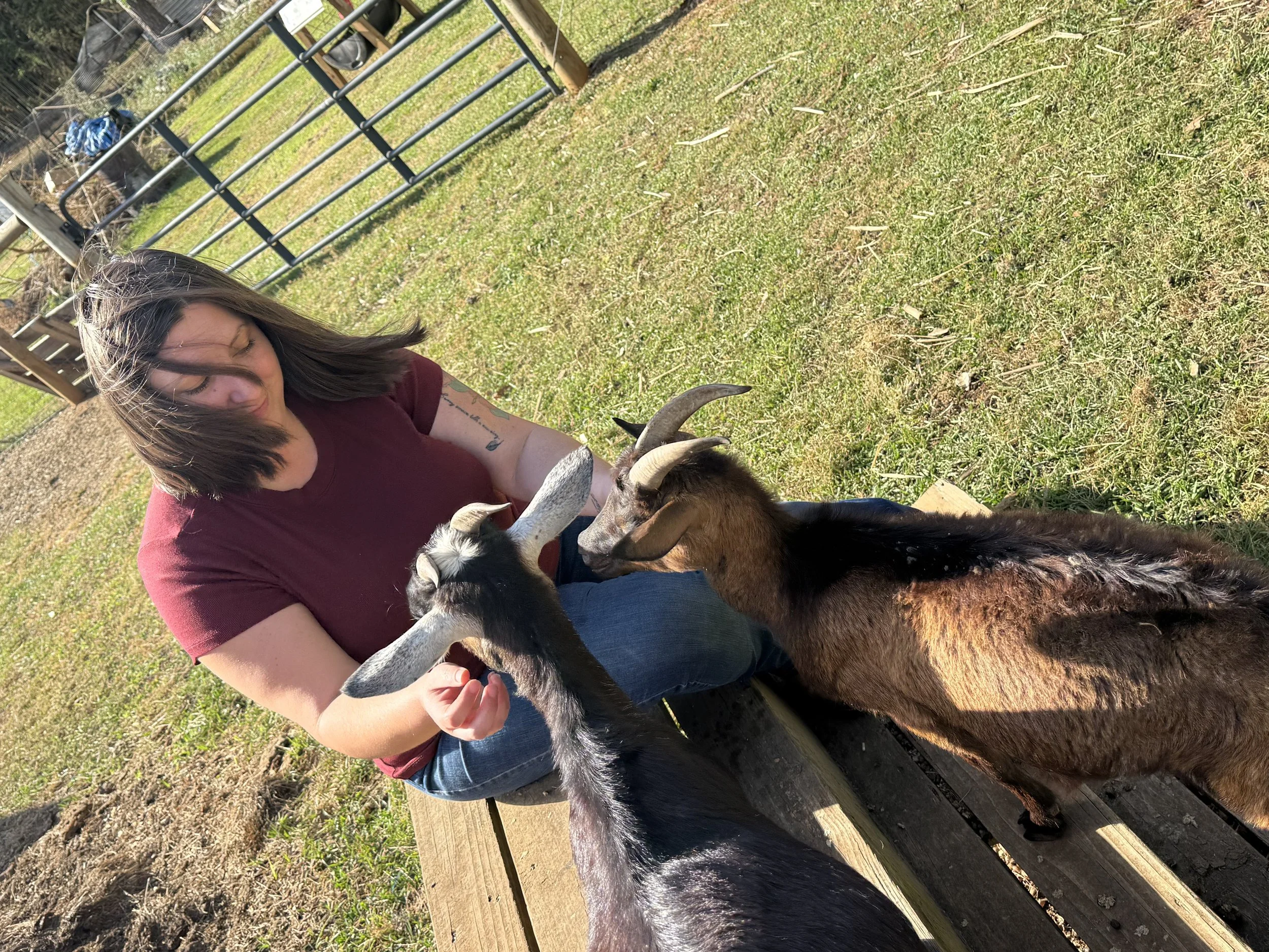A woman with shoulder-length hair wearing a burgundy shirt interacting with two goats on a sunny day in a grassy outdoor area with a fence and garden structures in the background.