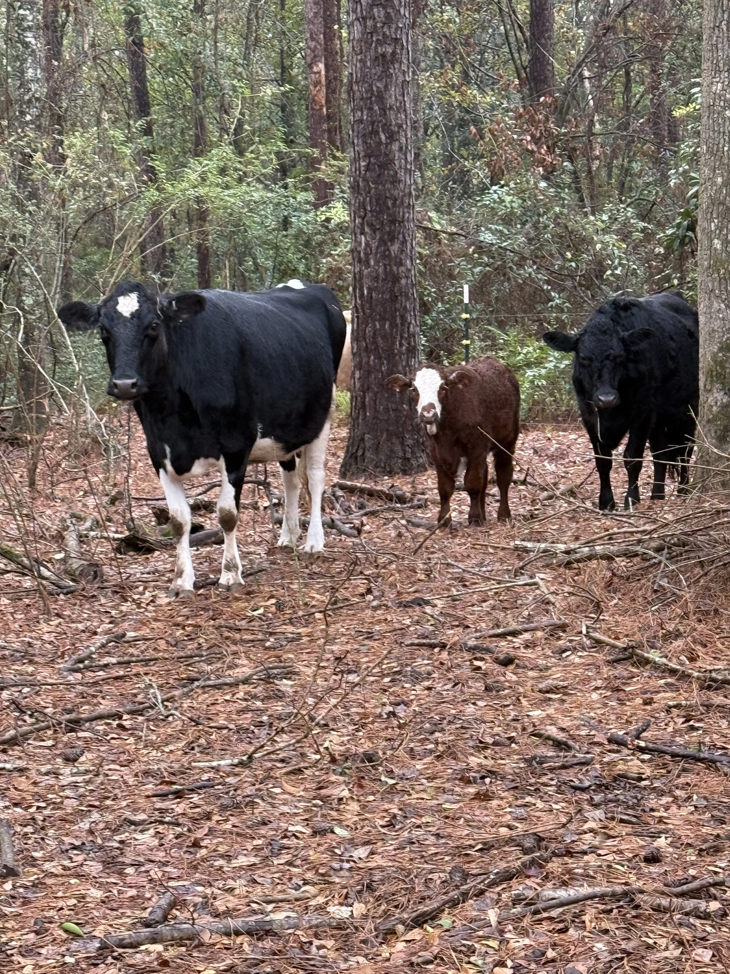 Three cows standing in a forest with trees and fallen leaves on the ground.