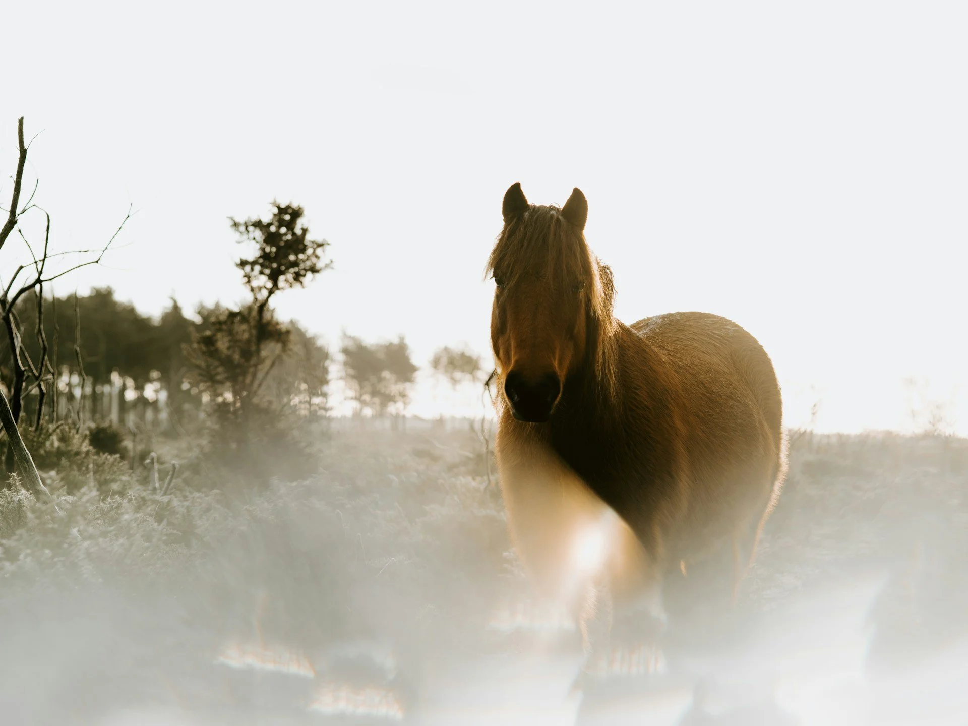A horse standing in a field during sunset with trees in the background.