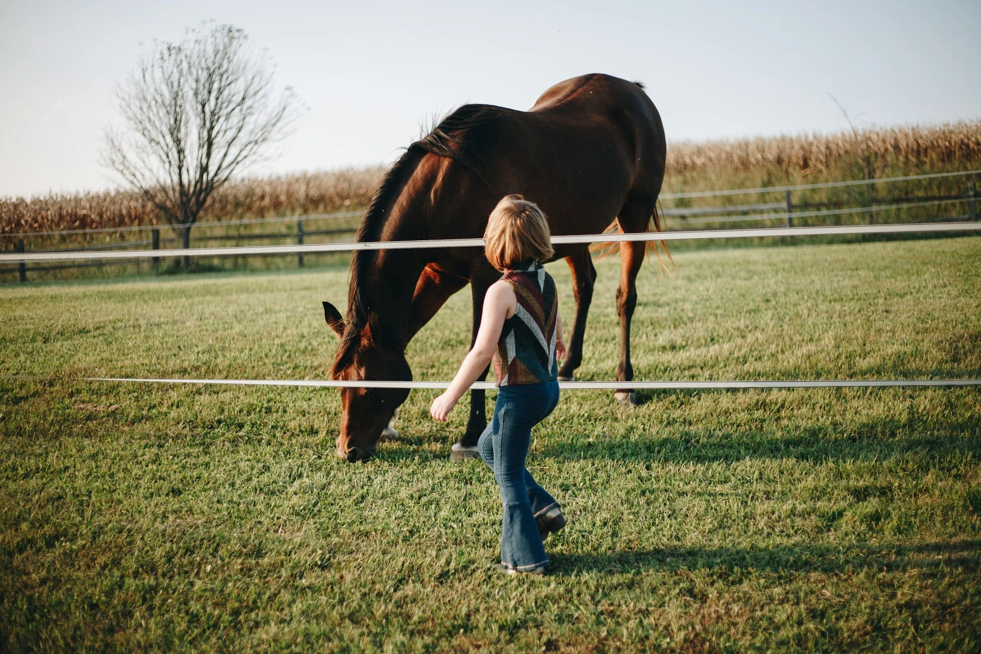 Meet Kirby: The Horse Who Dared to Dream [+ a free activity]