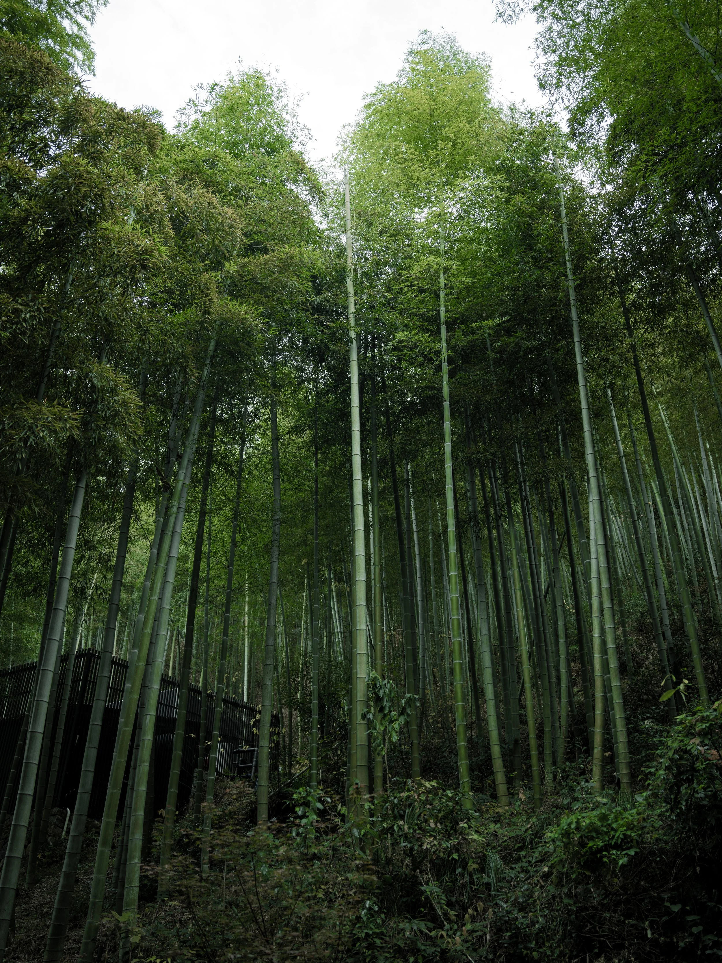 A dense bamboo forest with tall bamboo stalks and green foliage, under a cloudy sky.