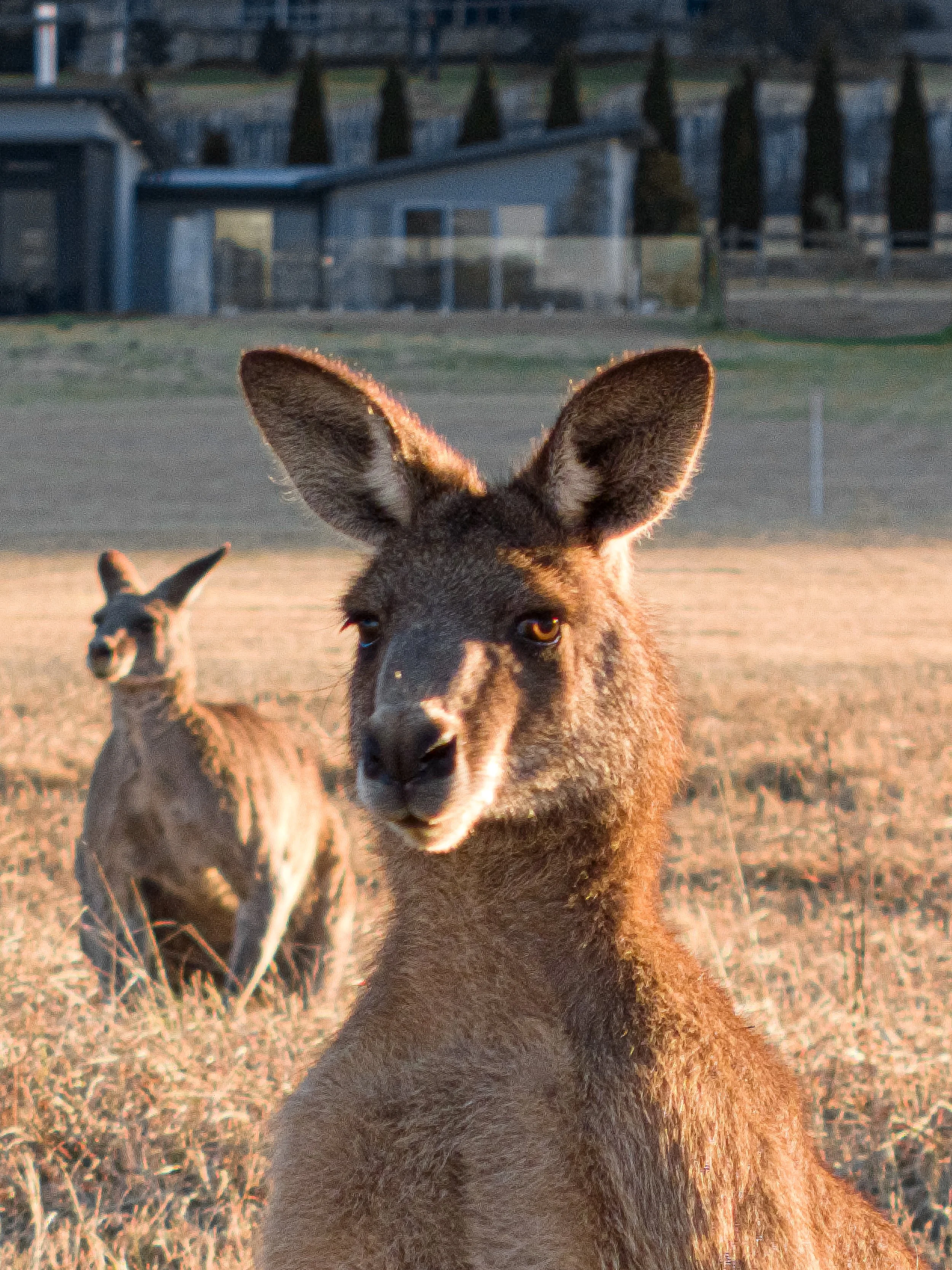 Close-up of a young kangaroo, or joey, with large ears and in a grassy area at sunset, with another kangaroo in the background and trees and buildings in the distance.
