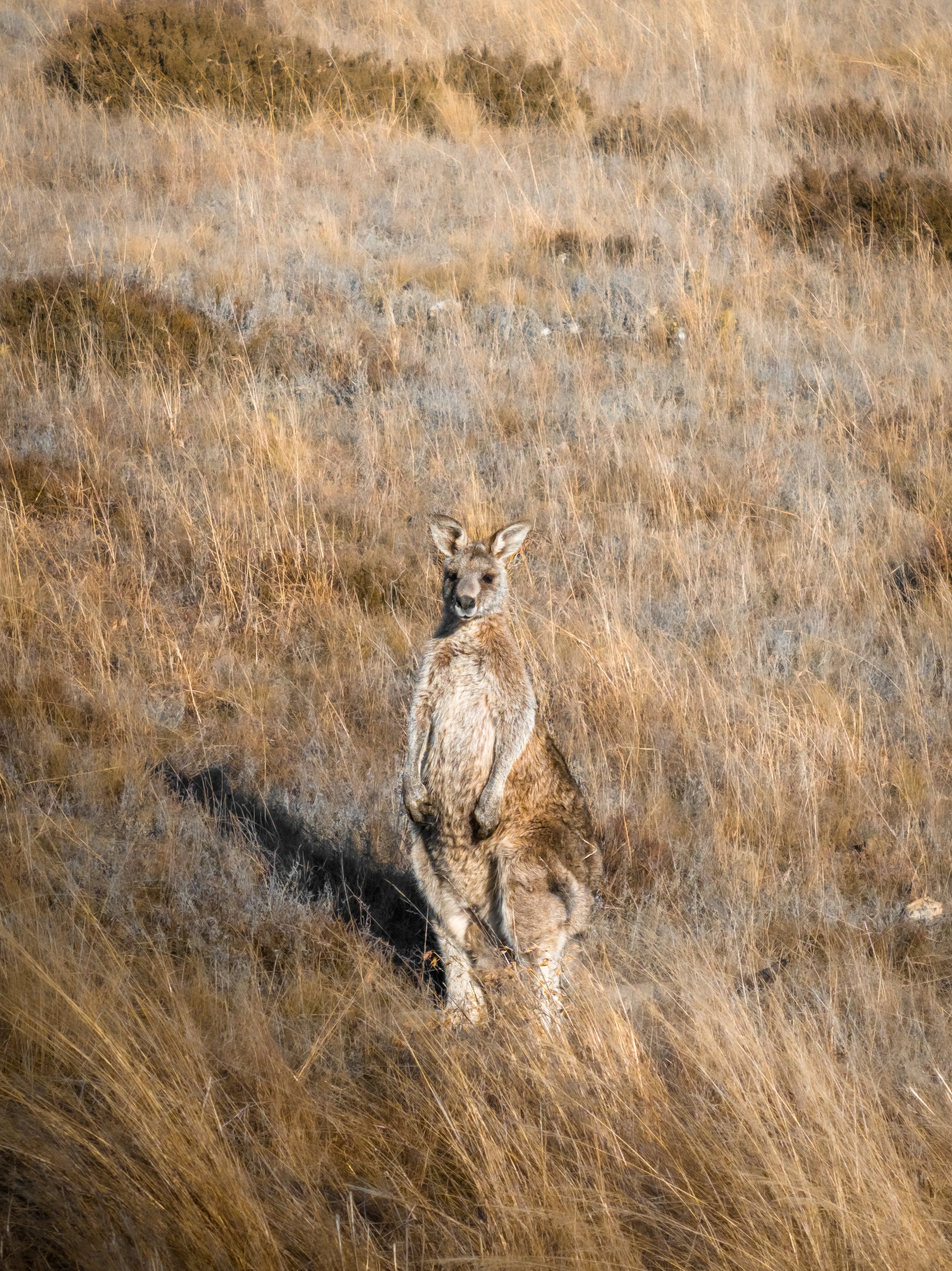 A young kangaroo standing in a grassy field with tall, dry grass and a small adult kangaroo lying on the ground behind it.