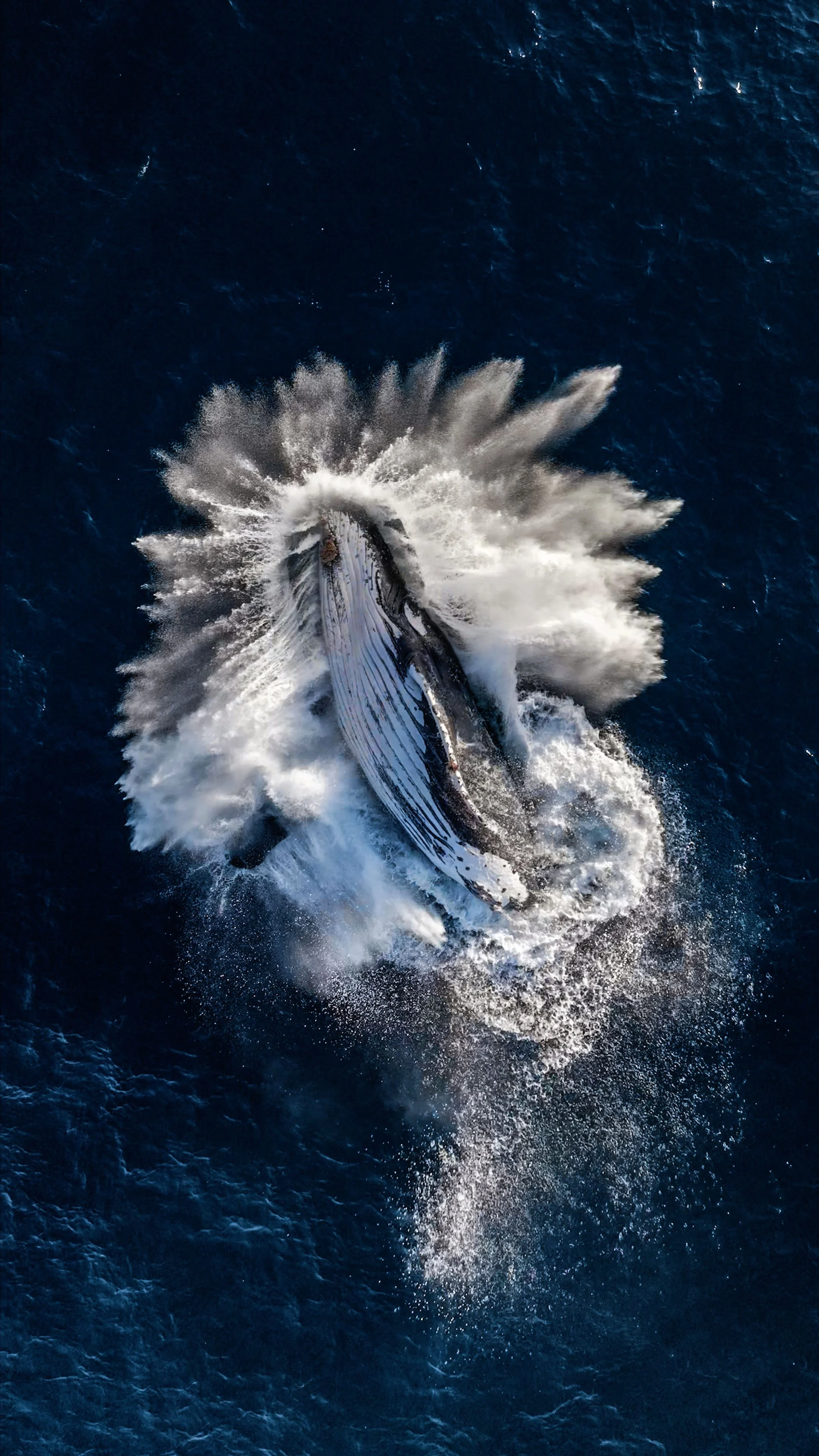 A humpback whale breaching the ocean surface, with water splashing around it.