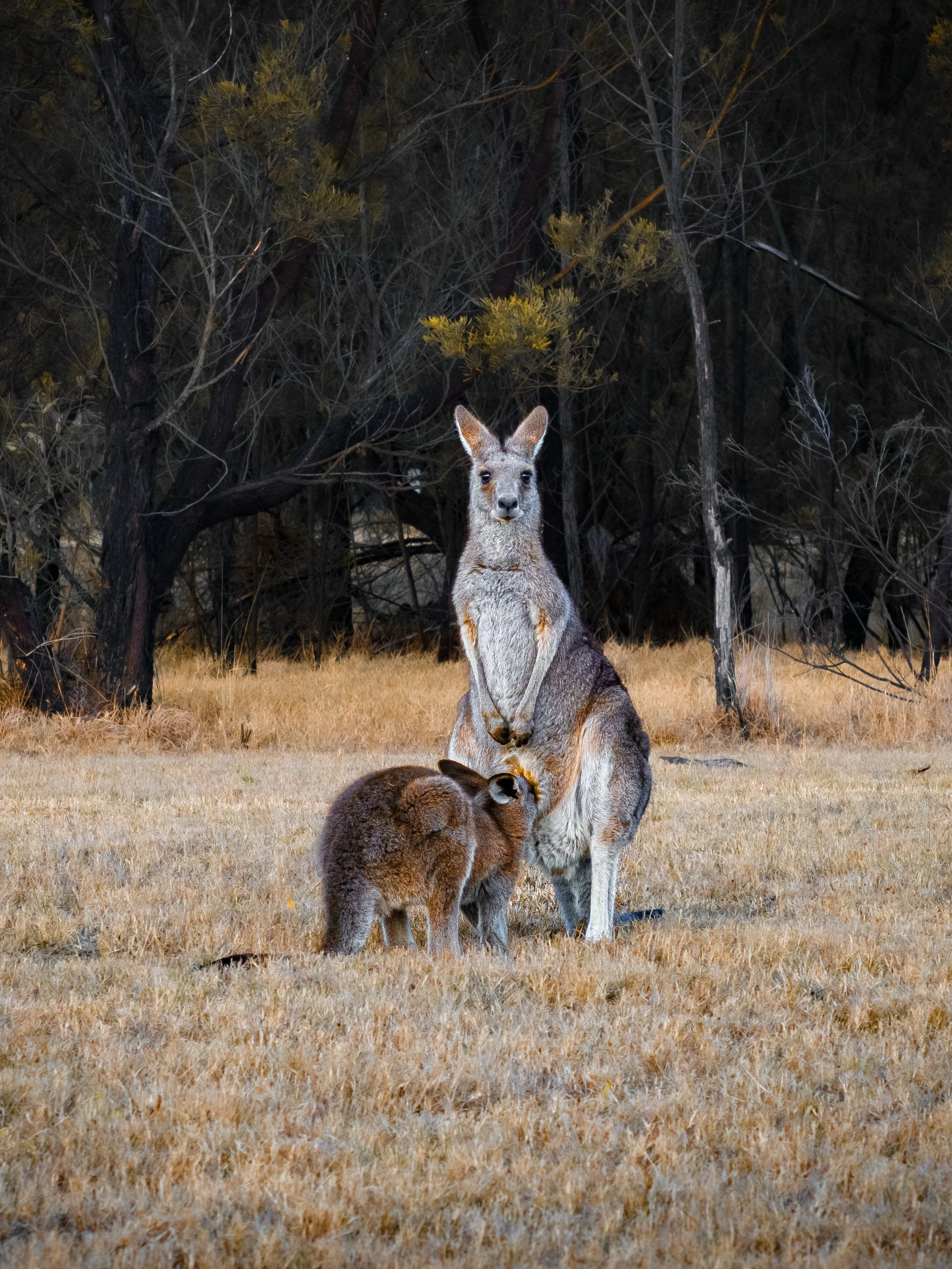 A kangaroo sitting on dry grass with a young joey at its feet, in front of a background of trees and foliage.