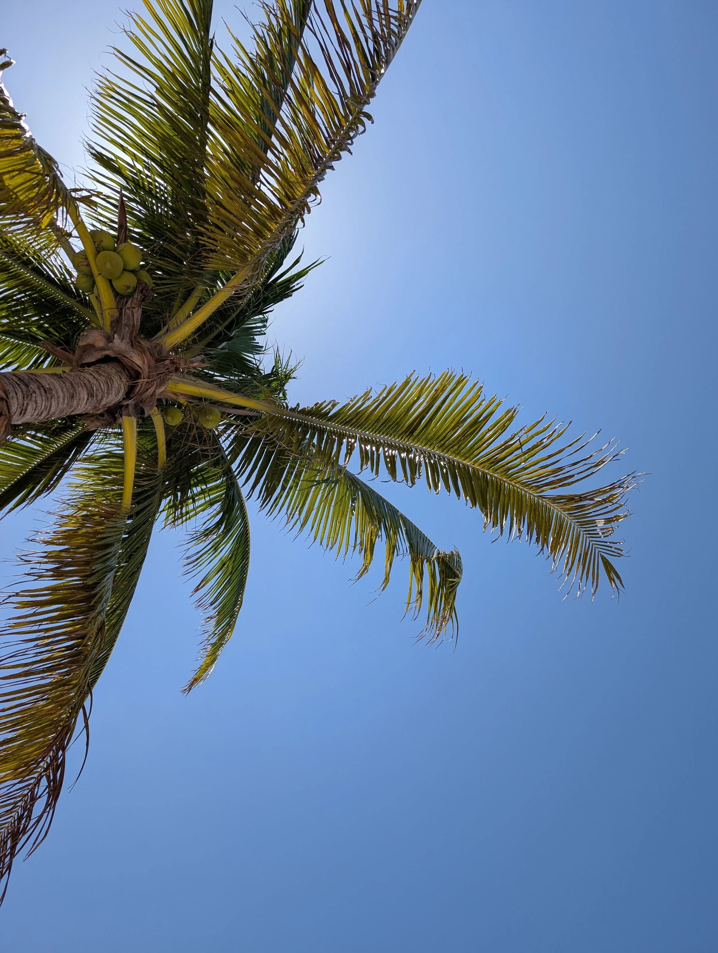 Looking up at a palm tree with green coconuts against a clear blue sky.
