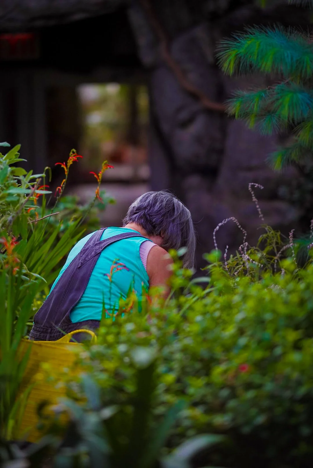 A person with gray hair, wearing a blue shirt and a purple vest, is crouched amidst green foliage in a garden or park.