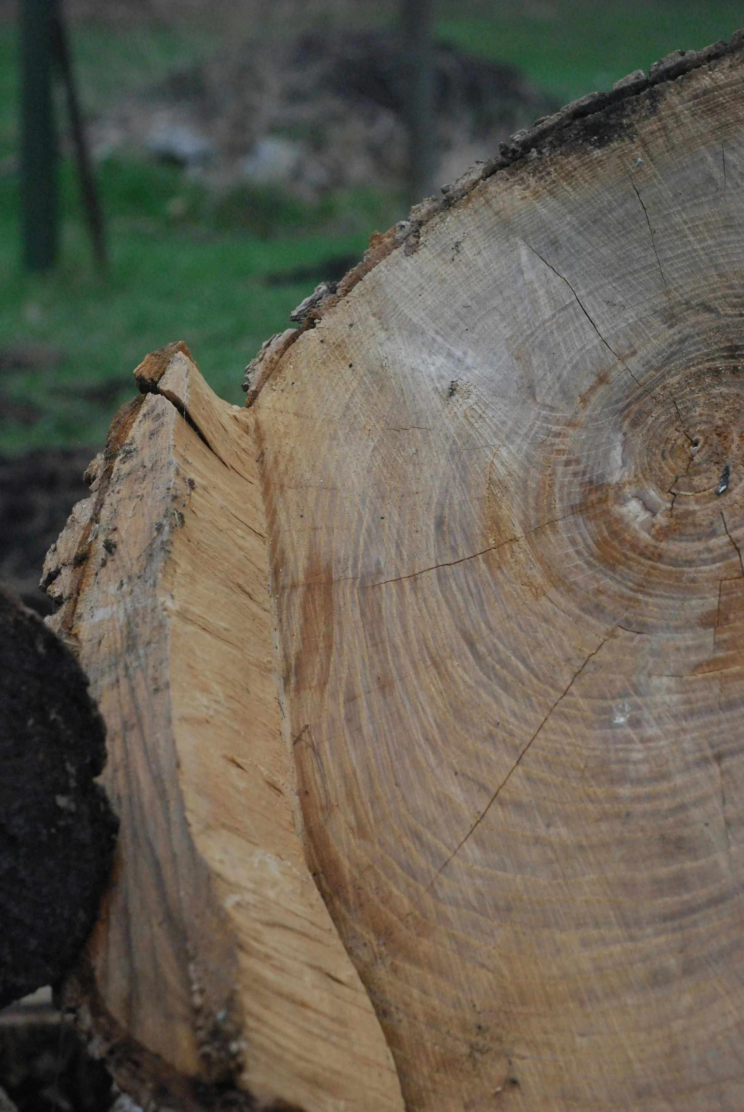 Fallen tree showing wood grain