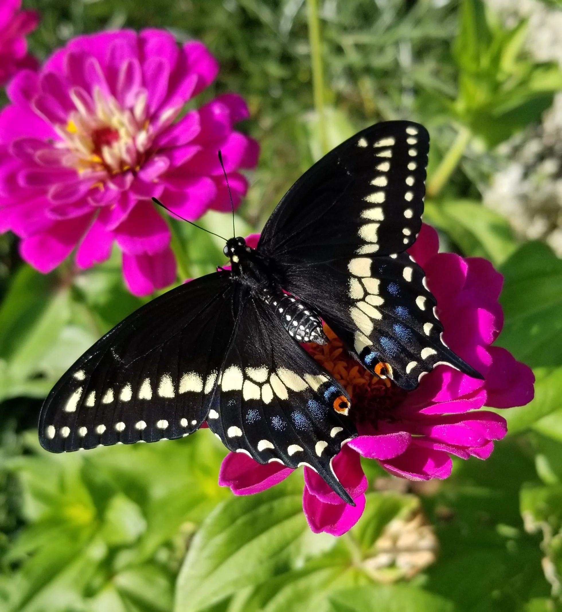 Close-up of a black butterfly with white and orange markings on pink flowers and green foliage.