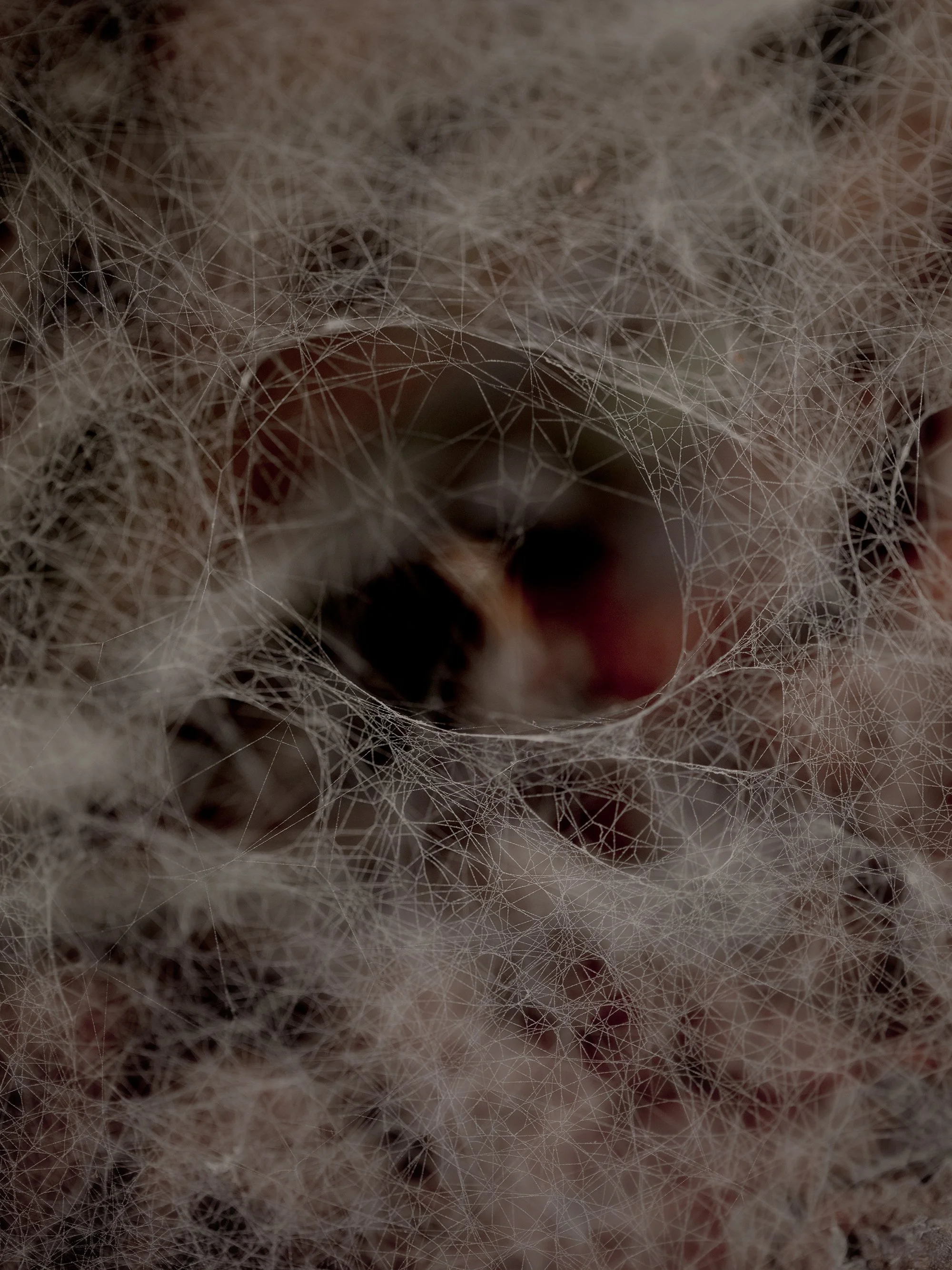 Close-up of a spider web with a blurred background.