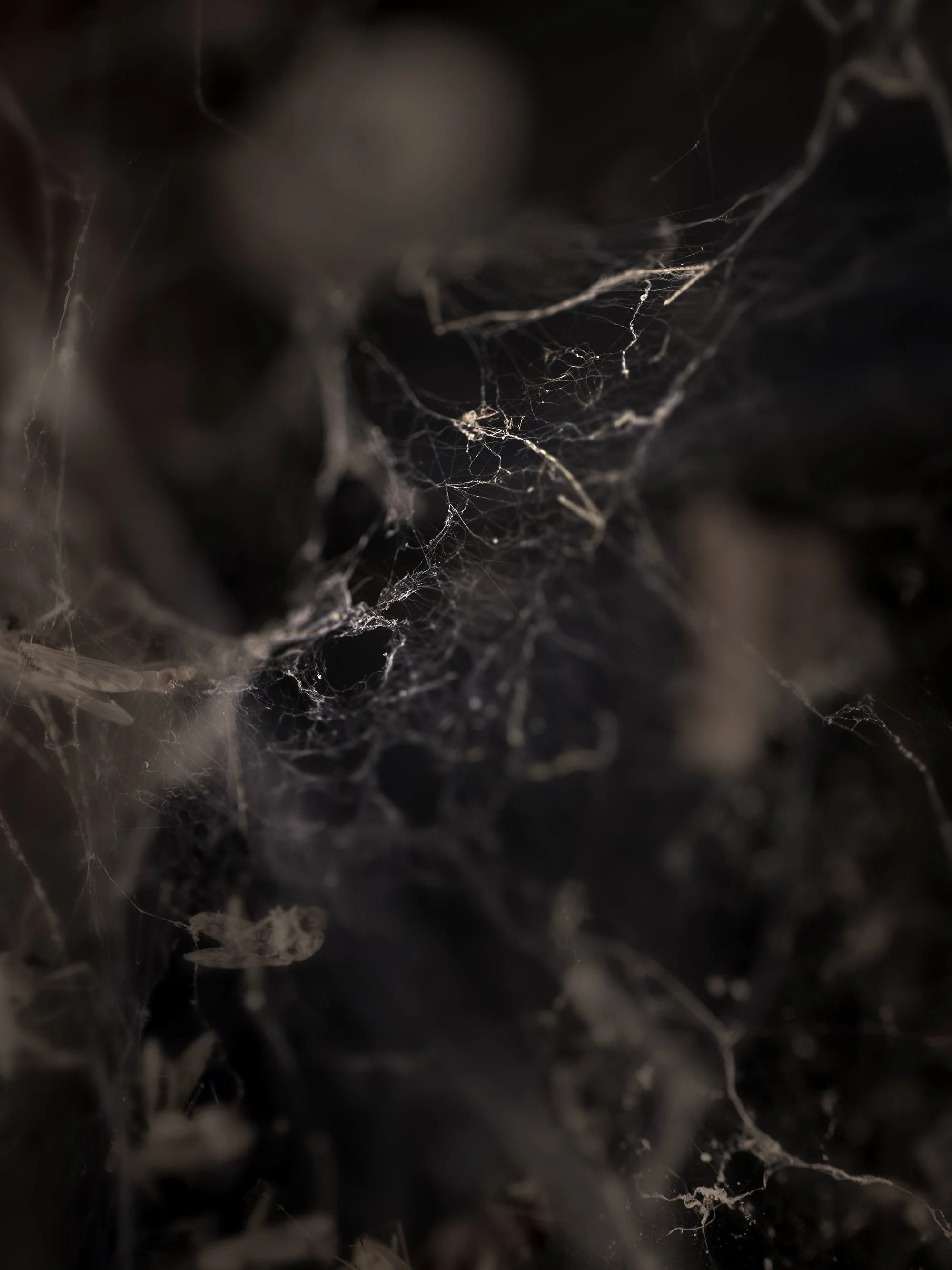 Close-up of a spider web with dust and fibers, blurred background with dark shadows and light spots.