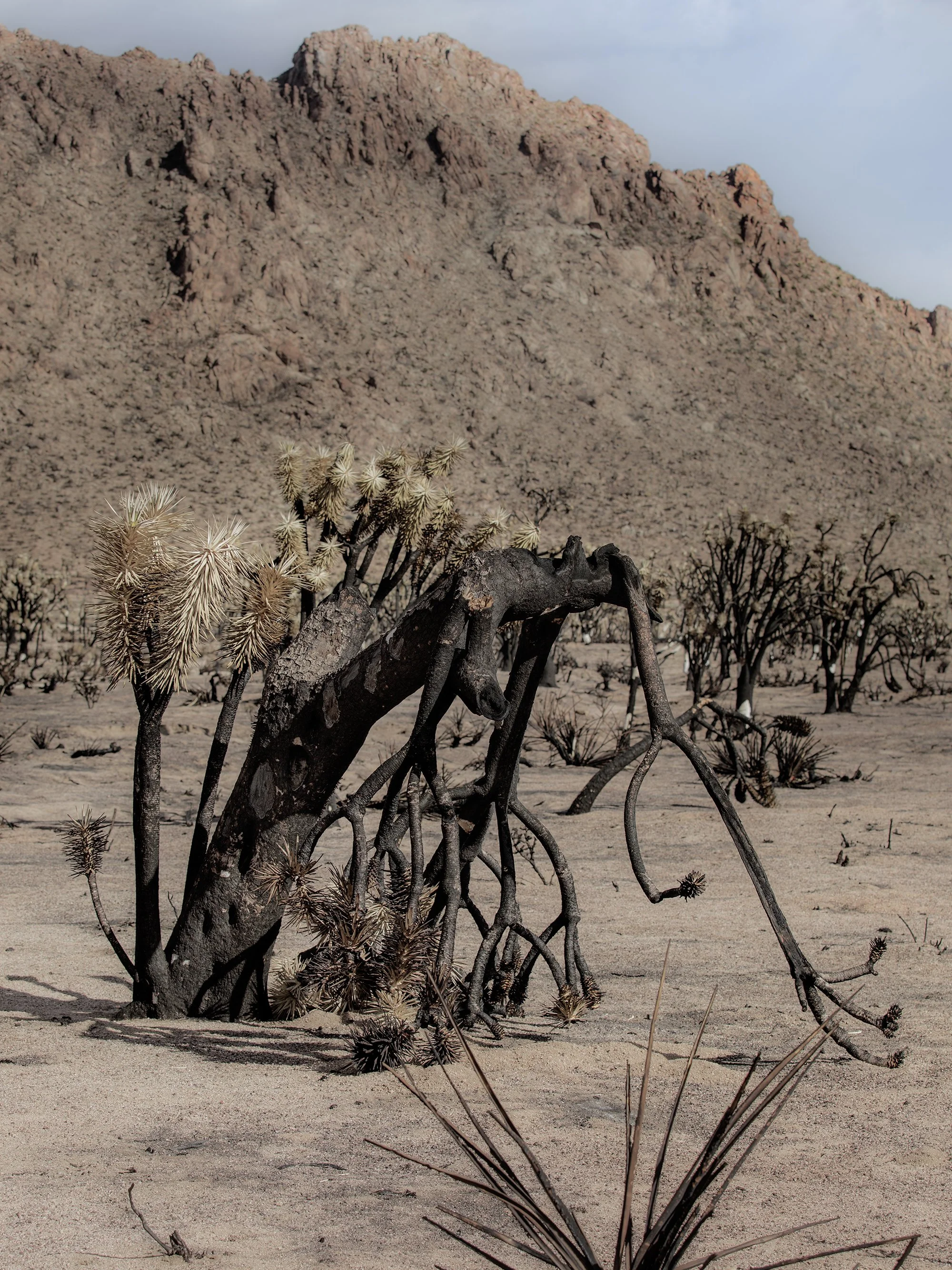 Desert landscape with dry, twisted plants in the foreground and large rocky mountains in the background under a partly cloudy sky.