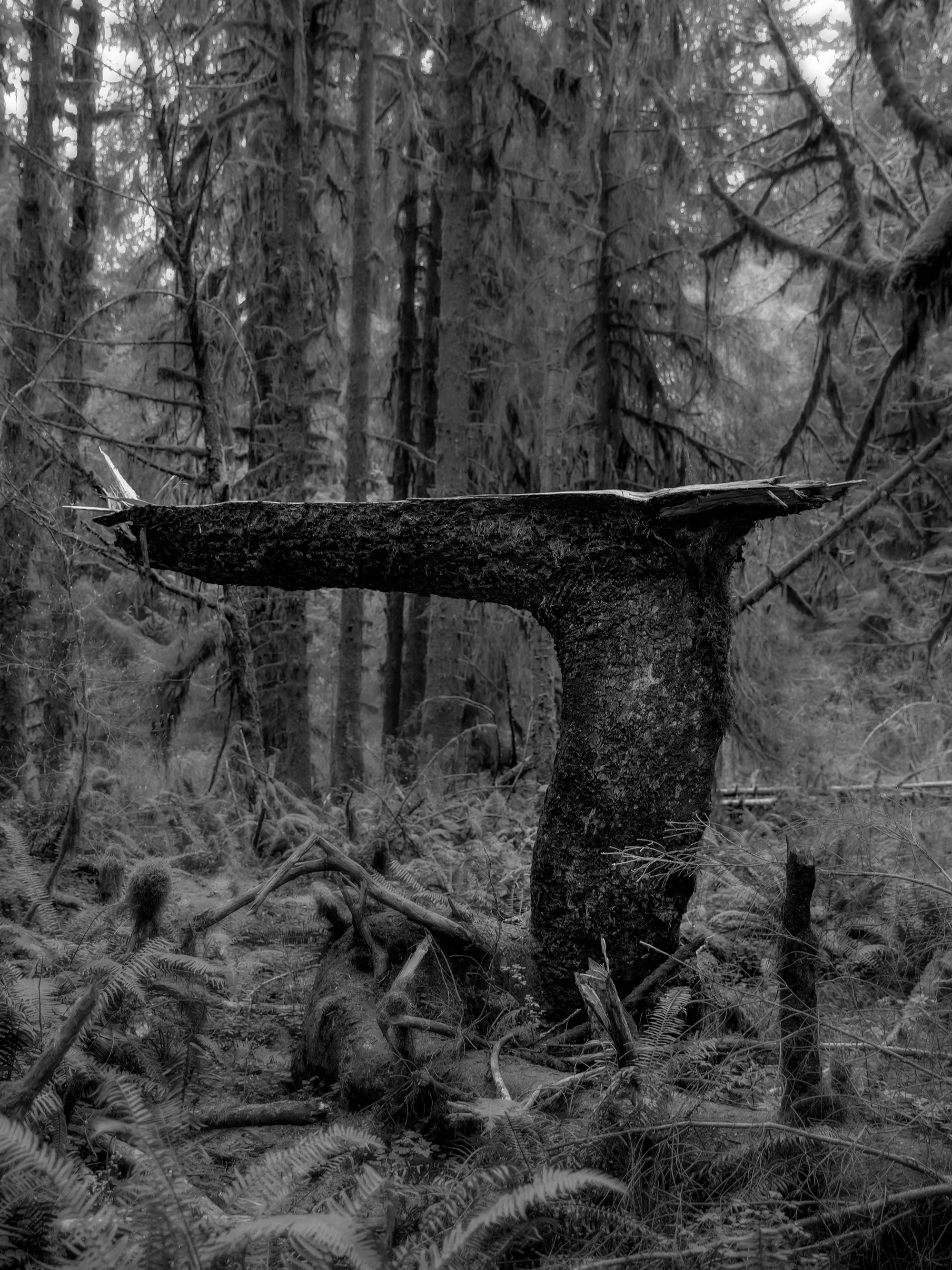 A black and white photo of a forest with dense trees and ferns on the ground, a large fallen branch in the foreground, and moss-covered branches hanging from the trees.