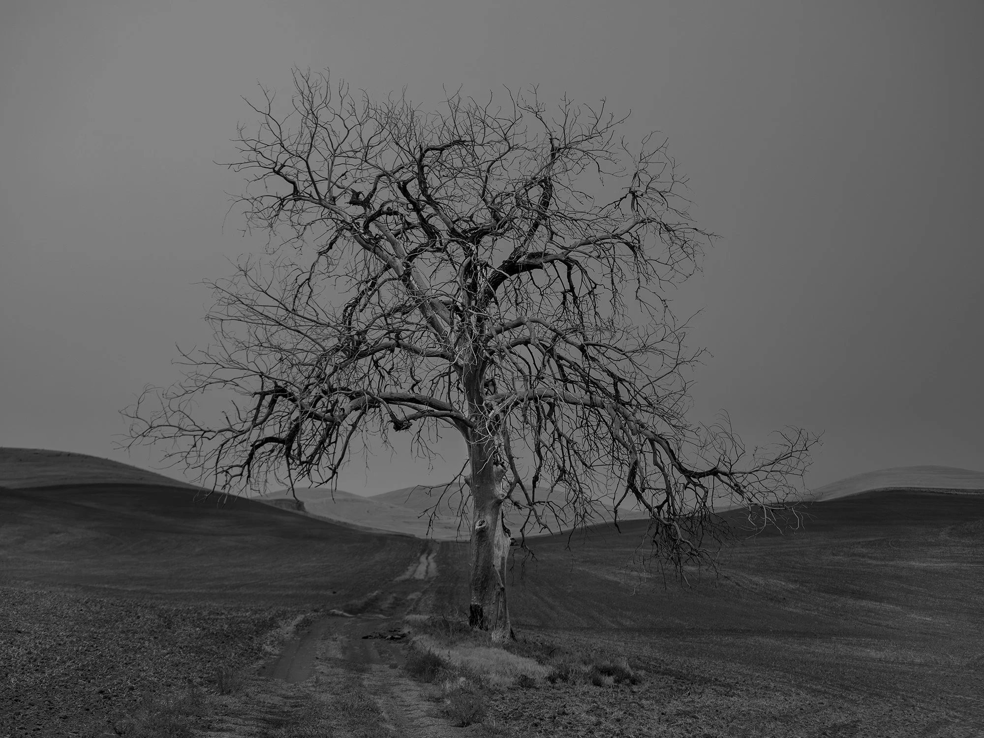 A solitary, leafless tree stands in the middle of a flat, barren landscape with rolling hills in the background. The sky is overcast, adding a somber tone to the scene.