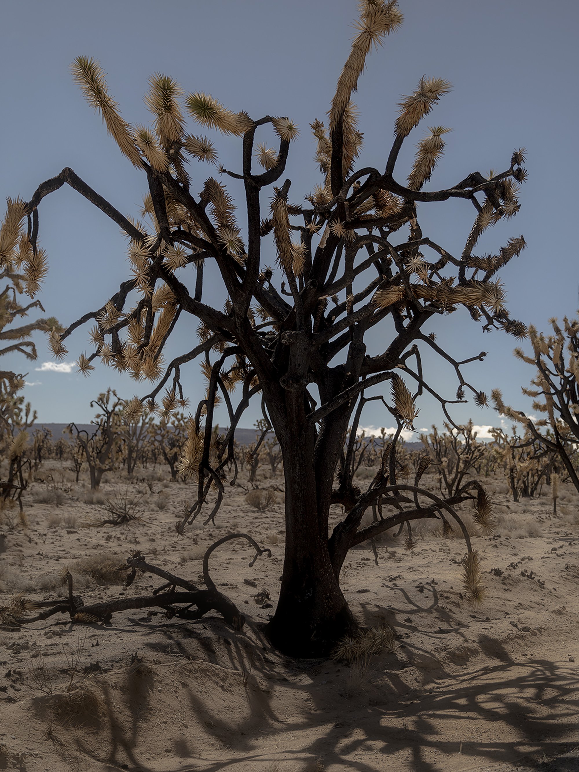A desert landscape features a large charred Joshua tree with blackened branches and dried, spiky leaves under a clear blue sky.