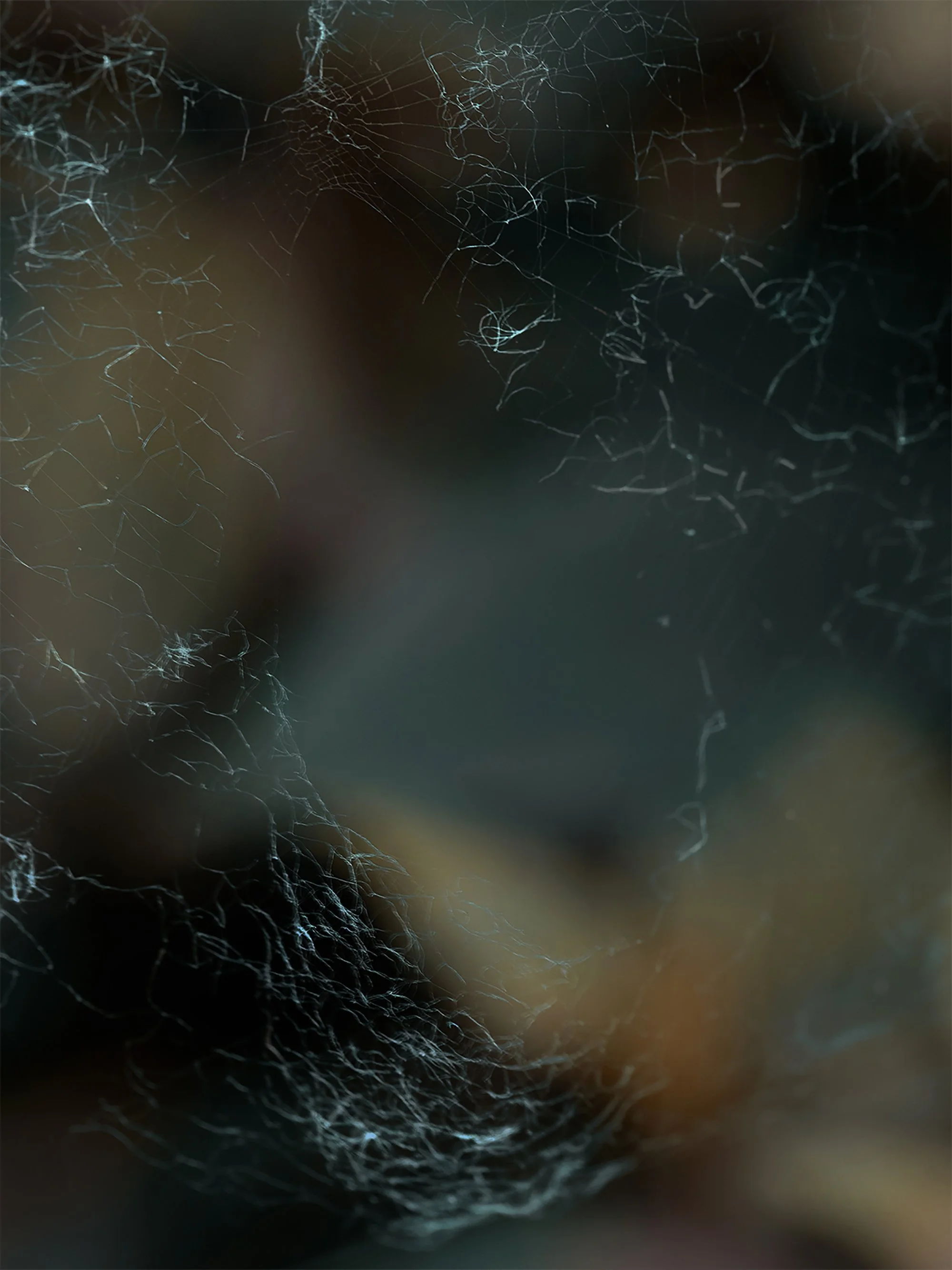 Close-up of a spider web with a dark, blurred background.