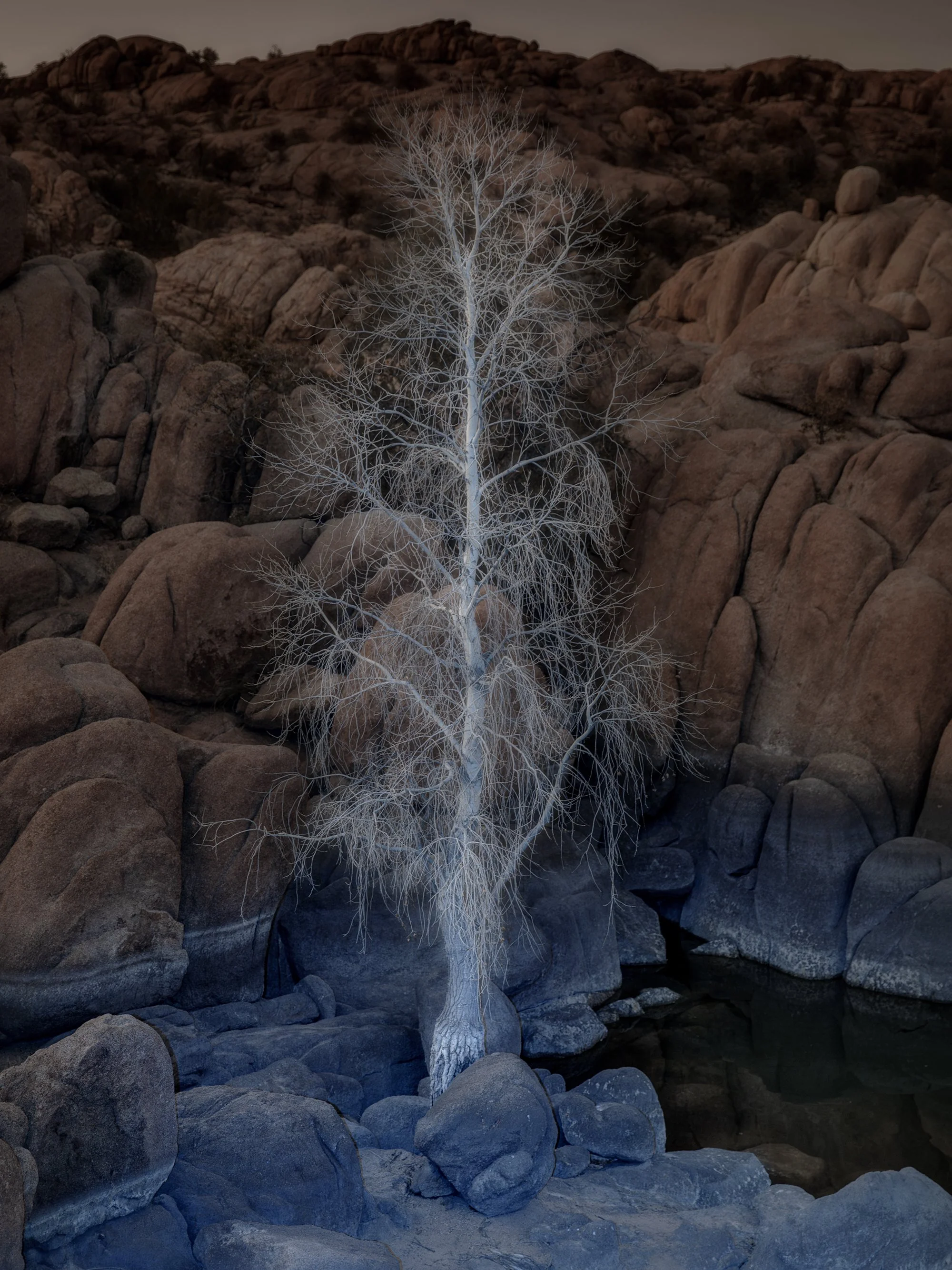 A leafless tree illuminated in white stands among large rocks and boulders in a rugged desert landscape at dusk or dawn.