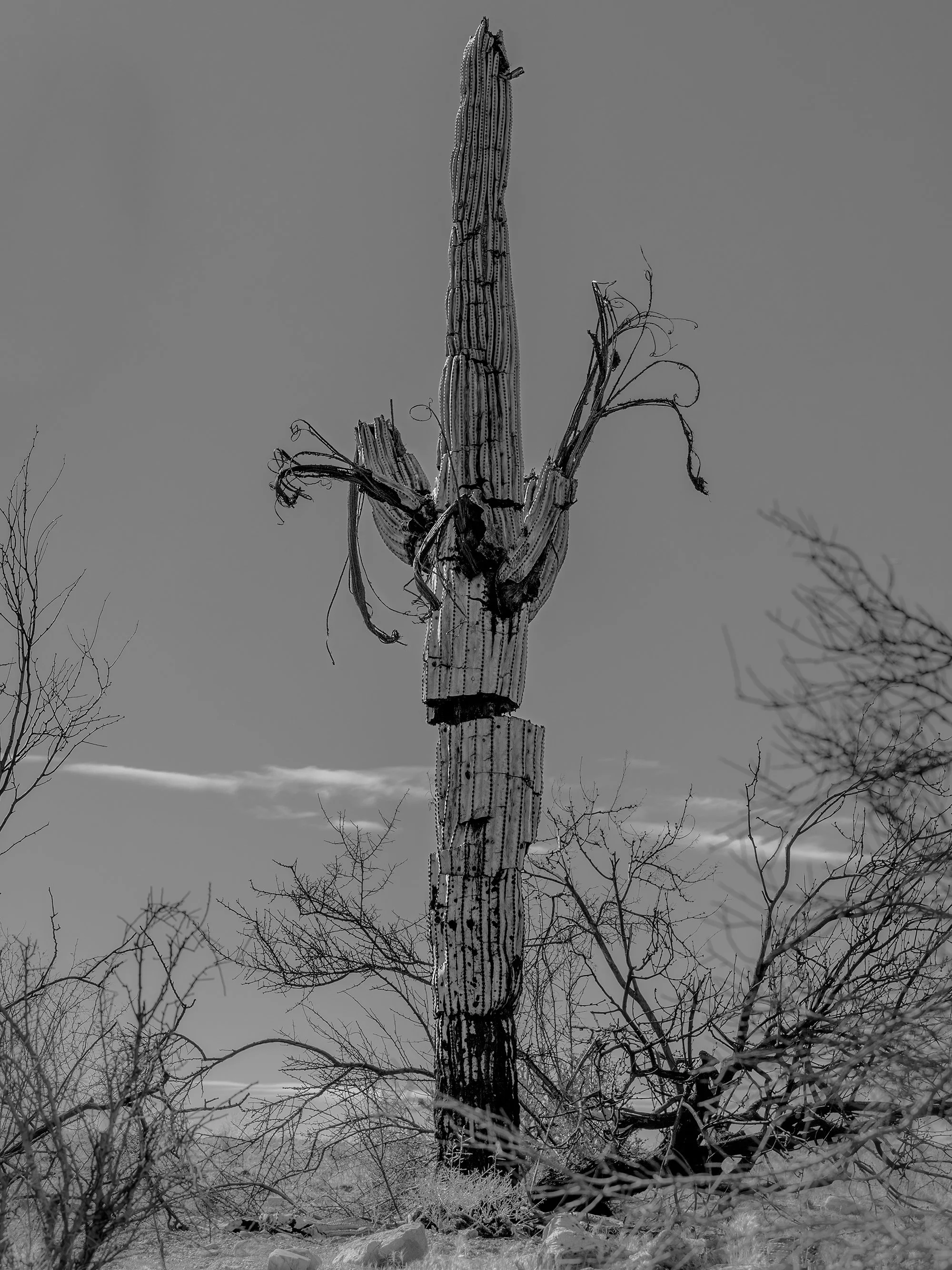 A tall, dead saguaro cactus in a desert landscape with snow, surrounded by bare desert shrubs, under a cloudy sky.