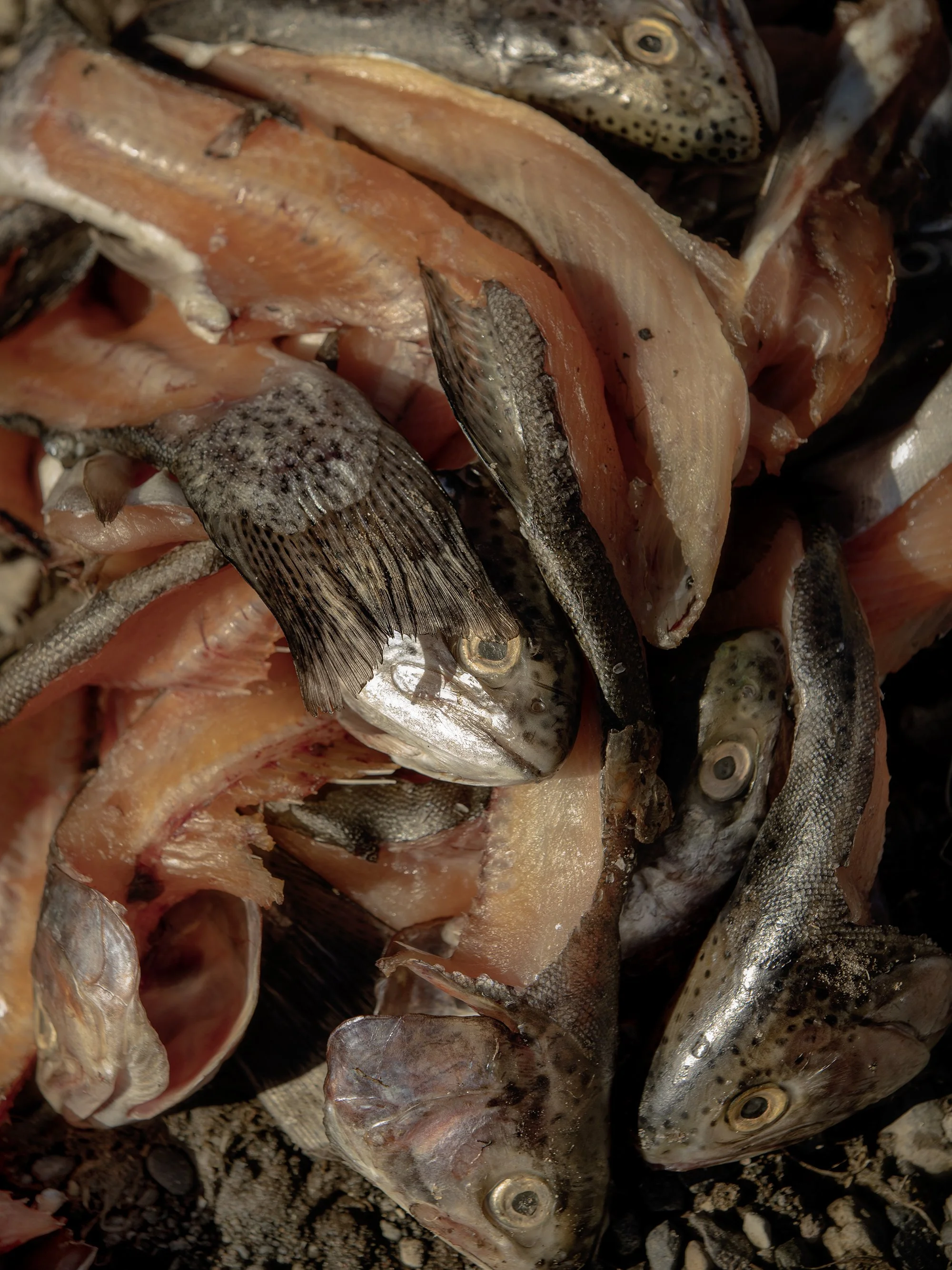 Close-up of several raw fish, likely trout, with pink flesh and speckled skin, on a surface.