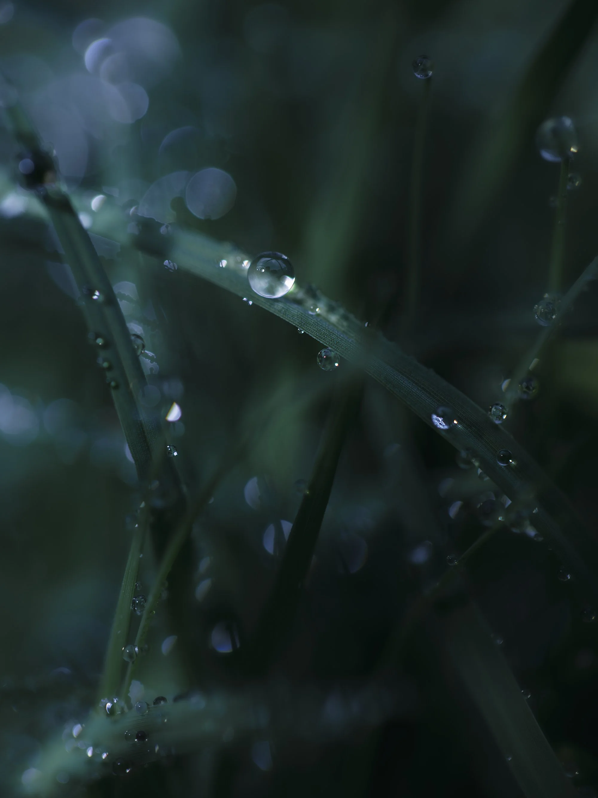 Close-up of grass blades with water droplets on them, with a dark background and bokeh light effects.