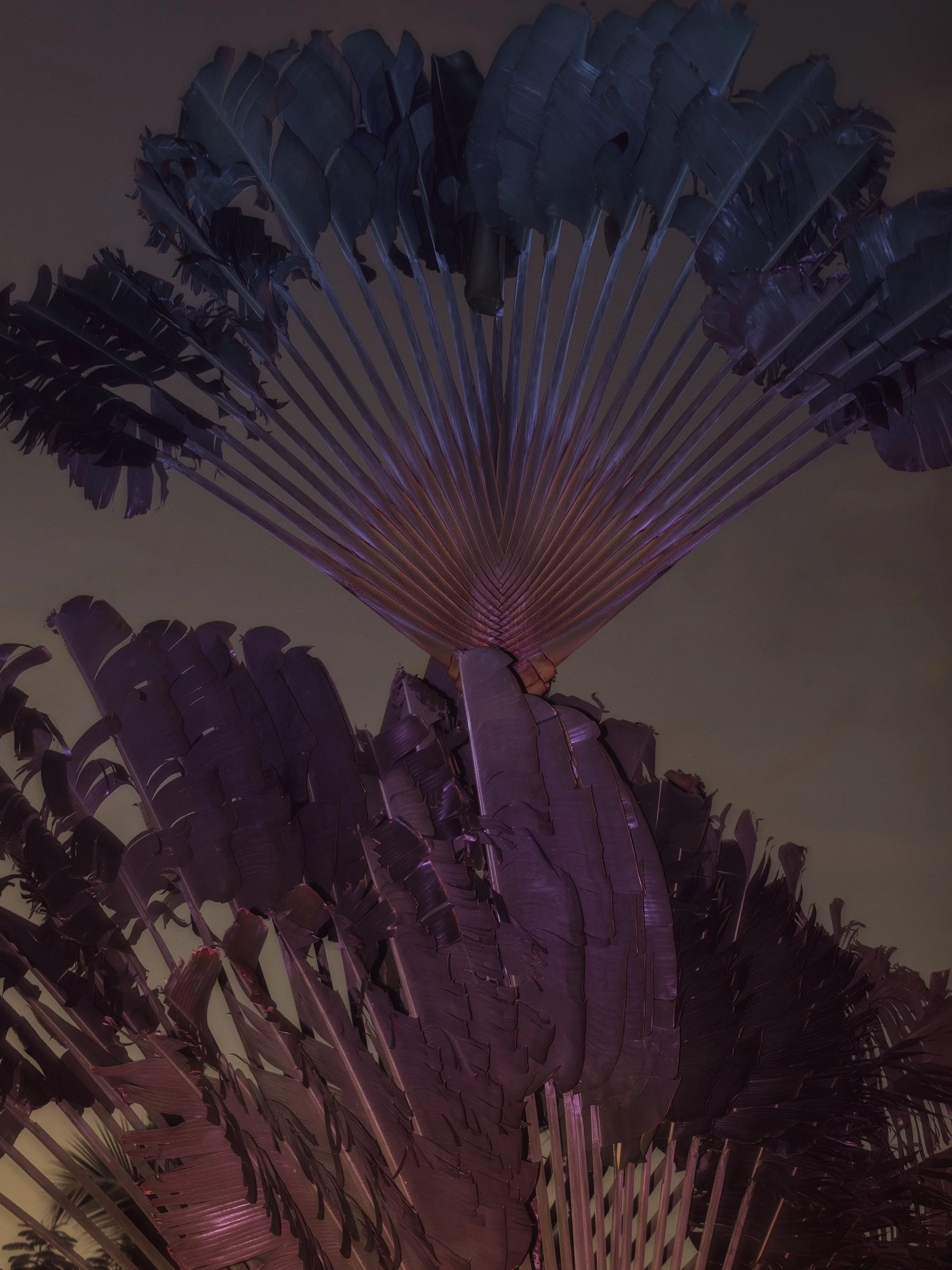 Close-up view of dark purple tropical leaves, likely from a banana plant or similar, illuminated with pink and purple lighting, against a neutral background.