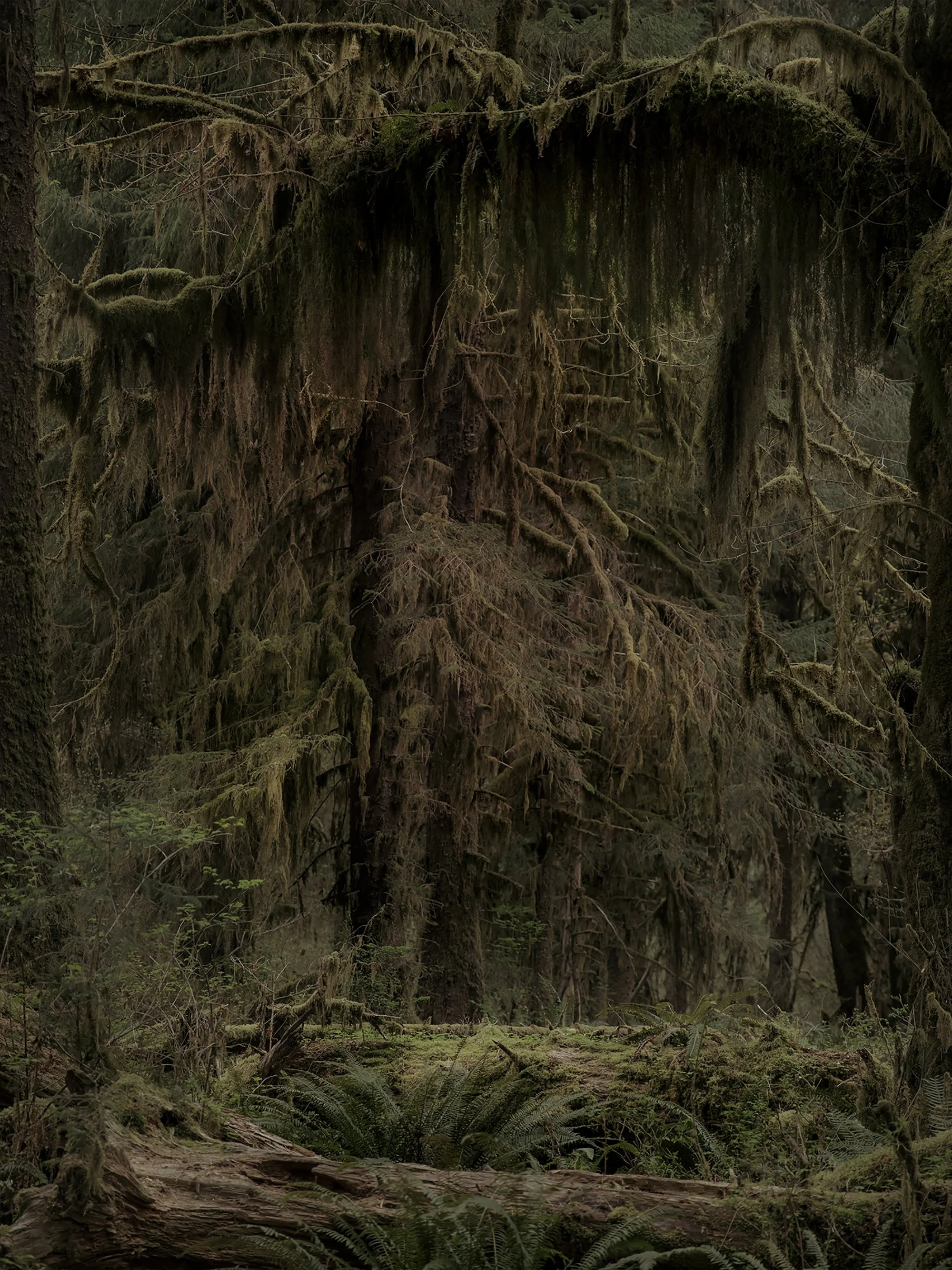 A dense forest scene with tall moss-covered trees, fallen logs, and lush green vegetation on the forest floor.