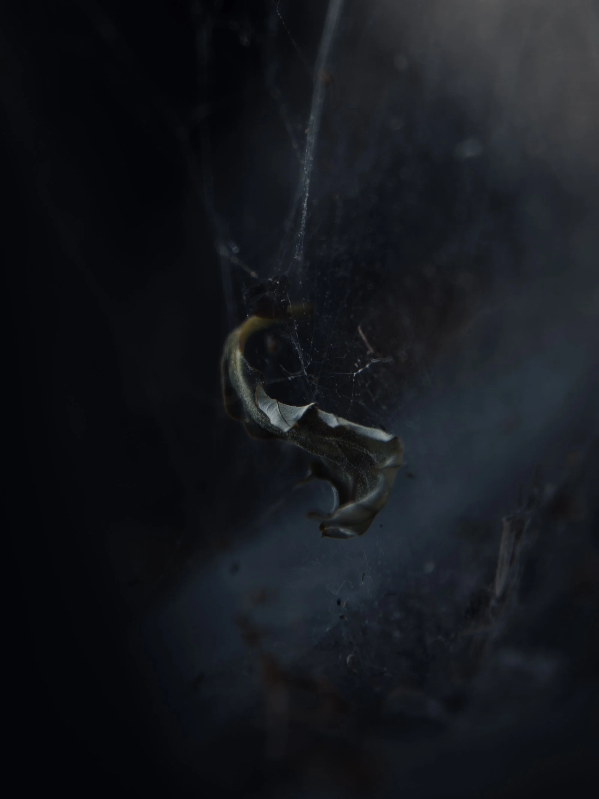 Close-up of a spider web with a small, curled, dried leaf caught in it, in a dark setting with limited light